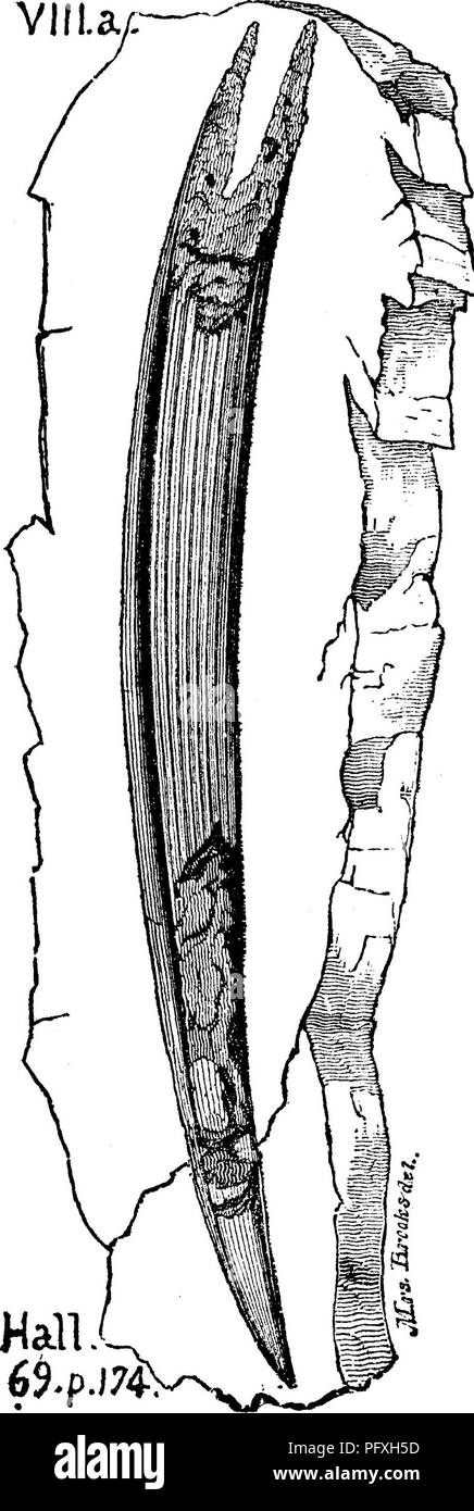 . Un dizionario dei fossili di Pennsylvania e gli Stati limitrofi denominato nelle relazioni e nei cataloghi del sondaggio ... Paleontologia. Hypa. 298 HypanthoGrinites cmlatus. Eucalyptocrinus cselatus. F5. Hypanthocrinites deoorus. Eucalyptocrinus dec orus. VI, Ilypurites longifolius. Vedere Asterophyllites equiseti- per mis. XIII, IdithyoGrinus Icevis. Vedere Cyatliocrinus pyriformis. Vb. Ichthyocrinus subangularis. Vedi appendice. Ichthyodorulite (spina di pesce). Hall, pagine 174,175, figg. 69. ,K. Si prega di notare che queste immagini vengono estratte dalla pagina sottoposta a scansione di immagini che possono essere state migliorate digitalmente f Foto Stock