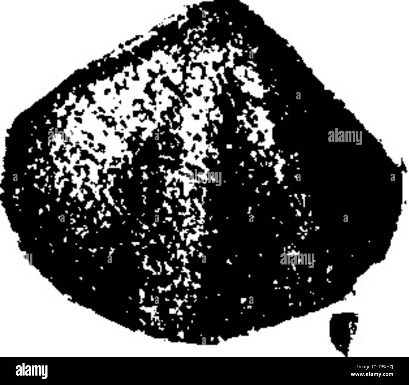 . Un dizionario dei fossili di Pennsylvania e gli Stati limitrofi denominato nelle relazioni e nei cataloghi del sondaggio ... Paleontologia. Pentamerus comis. Atrypa comisj Owen, Geol. Saggi.,. fviii'c. jflBk ^ Iowa e Minn. 1852, piastra 3 A, fig. 4; una specie di liscio dal calcare della fino- per rapide del fiume Mississippi. Età devoniano.- ruscello Pentamerus elongatus. Vedere Amphigenia elongata. VIII a. Pentamerus fornicatus, Var. Hall. Trans Alb. Ist., Vol. 10, 1879, Pal. N. Y., Vol. 2, PL 24, f. 7, in Ool- lett Indiana della relazione del 1881, pagina 299, la piastra 27^ fig. 15, vista del solo campione Foto Stock