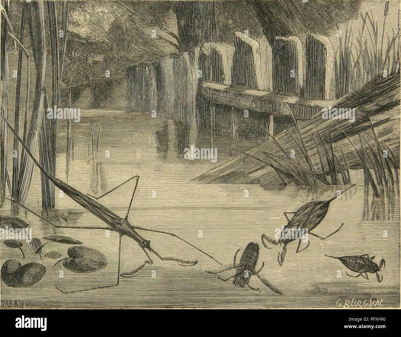 La Lina Immagini E Fotos Stock Alamy