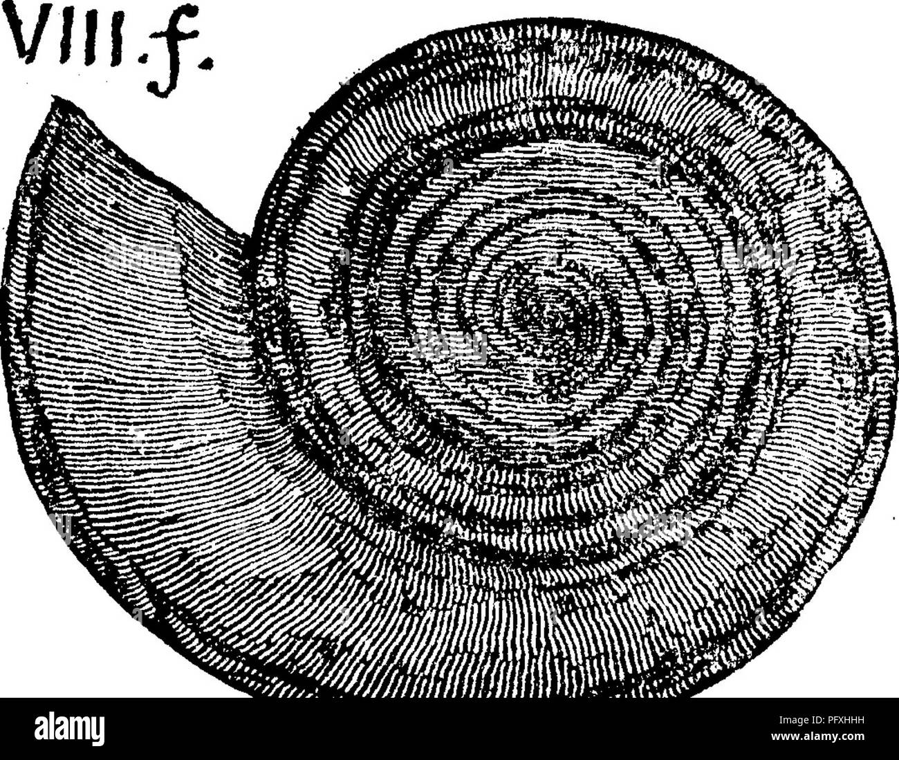 . Un dizionario dei fossili di Pennsylvania e gli Stati limitrofi denominato nelle relazioni e nei cataloghi del sondaggio ... Paleontologia. Vanux.49 Questa è una shell raramente visto nel centro di New York, e mai tranne i n questa forma- zione. (Van). Goniatites complanatus. (Clymenia complanata^) Hall, pagina 243, fig. 106, 5. VIII g. Formazione Chemung.-In- Suoneria ingdon Co., Pa., riempie il nero ardesia Genesee, alla stazione Cove, Hopewell, al grande tornante della strada 125 aste a sud della stazione. (T3, 158); raccolti dalla parte superiore del gen- esee in Piney ridge, famiglia McConnells- città (p. 108, 199; Claypole's W^[[ jQ7*sz®lffll!labbro Foto Stock