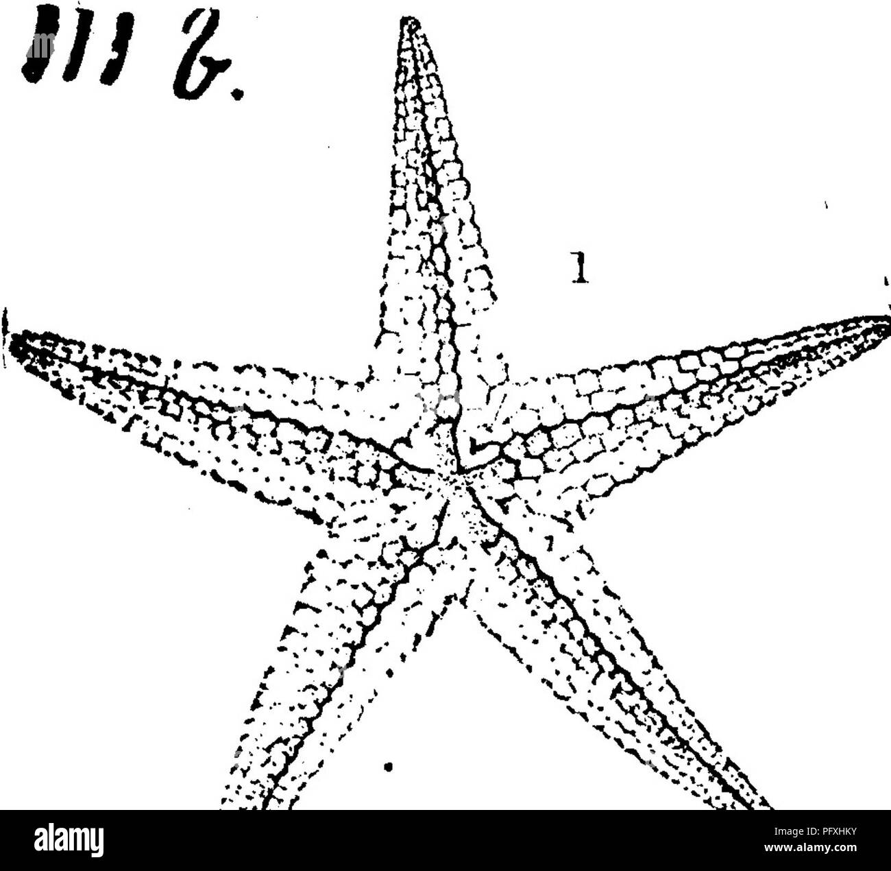 . Un dizionario dei fossili di Pennsylvania e gli Stati limitrofi denominato nelle relazioni e nei cataloghi del sondaggio ... Paleontologia. /Daw. Paleeaster parviusculus, fatturazioni. Dawson's Acadian ,^ Geologia, 1868, pagina 595, fi^. 197, dimensione naturale; raggi non separate in base come in P.niagarensis (Hall, Pal. N. Y. Vol. 2, p. 247, pi. 51, figg. 21, 22, 23.) Fonnd a Arisaig, Nova Scotia.- V? Palaeaster shaeflFeri, Hall, ventesimo Kegent's Eeport, 1868, la piastra 9, fig. 2. Copiate fino a Pal. Ohio, Vol. 1, 1873, pagina %^, piastra 4, fig. 1, una rappresentazione schematica del lato centrale. Trovato a Cincinnati in hud- figlio Rive Foto Stock