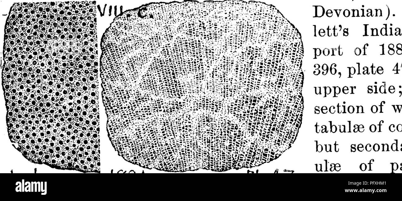 . Un dizionario dei fossili di Pennsylvania e gli Stati limitrofi denominato nelle relazioni e nei cataloghi del sondaggio ... Paleontologia. Pugno. 250 coll. 4 m. N. W. di Mansfield, Tioga Co. /Xâ904-1 (venti- nove esemplari di squame di pesce), 904-2 (pesci di grandi dimensioni piastre), da 1 m. S. di Auburn Centro, Susq. Co. F///-/Xâ1000-4 (rimane oscuro), 1000-6 (Colonna vertebrale), 1000-7 (molto oscura), 1000-8 (piccola spina di pesce ?), 1000-13 (dente), 1000-14 (la colonna vertebrale e la piastra), 1000- 15 (scala ?), 1000-19 (oscurare il pesce e resti vegetali), tutti in I. C. bianco coll. a carbone Brookfield Co. tunnel, Trumbull Co., O., 2 m. S. W. Foto Stock