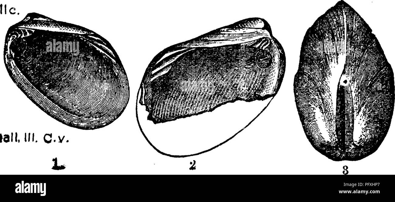 . Un dizionario dei fossili di Pennsylvania e gli Stati limitrofi denominato nelle relazioni e nei cataloghi del sondaggio ... Paleontologia. Typa Palseanatina. Hall. Pal. N. Y. Vol. 5, parte 1, la piastra Vin^^^ .       . 07.  ,Â",,Â".Â". ^2.^"79, fig. 27, la valvola sinistra di ^^ '^^ ^Hii^ mi^r/ -;^^^ forma ordinaria; 28, destra ^g^^^^P^ valvola di una premuto speci- V /. t.?Â"^x ivc. uomini. Chemung, â Nota In MS. Le correzioni di una copia di Prelim. Avviso Lamell. 1870, Reed. Febbraio, 1889, il prof. Hall confronta questo con Cypricardites contractus^ a pagina 178.â VIIIg. Paloearca saffordL vedere Cypricardites safPordi. VL Palcearca ven Foto Stock