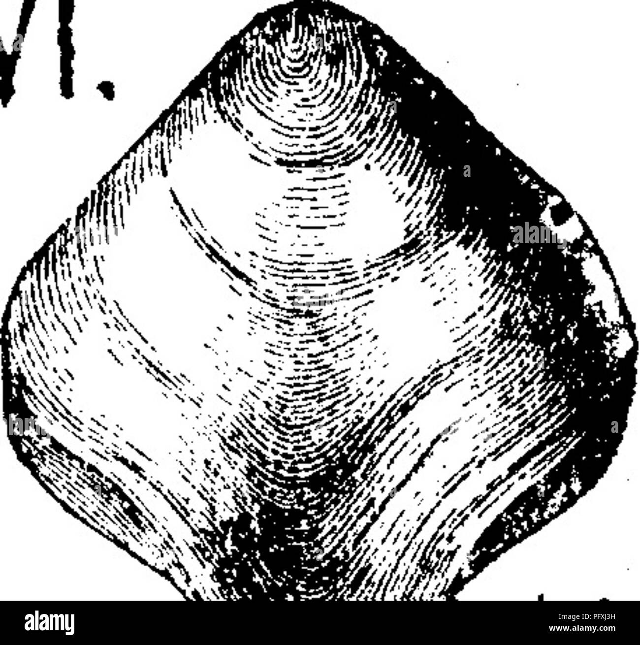 . Un dizionario dei fossili di Pennsylvania e gli Stati limitrofi denominato nelle relazioni e nei cataloghi del sondaggio ... Paleontologia. fig. 59, 3. Vanuxem, pagina 123, fig. 28, 3. Rogers, pagina 825^ fig. 610. (Conrad, un. Sost. N. Y. 141.) Rogers relazioni da VI nella valle Aughwick; ma C. E. Hall raccolti da Oriskany, VII, a Orbisonia e tre molle; e atMapleton bianco (T, 35 ;3,119 T.)-Stevenson in Bradford Co. (T2, 132; Claypole^s spec. 200 8.)-e bianco, a falegname punto (G6, 123.)-F//. Eatonia singularis. {Atrypa singularis.) Vanuxem, pagina 120, fig. 26, 3. Abbassare Helder Foto Stock