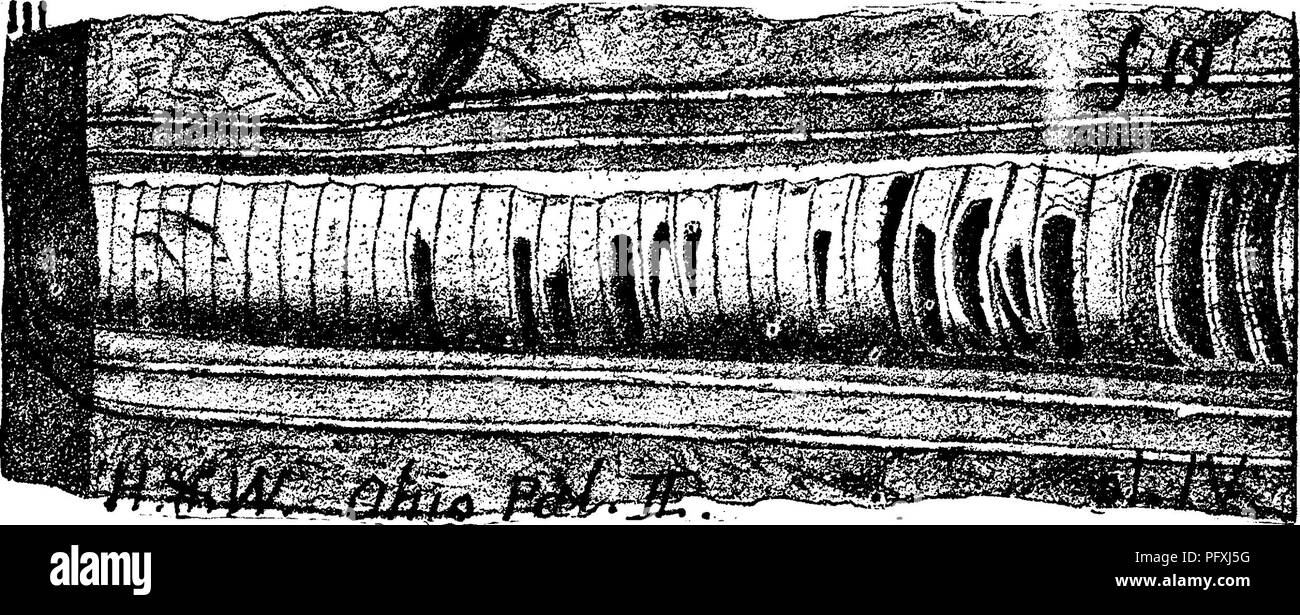 . Un dizionario dei fossili di Pennsylvania e gli Stati limitrofi denominato nelle relazioni e nei cataloghi del sondaggio ... Paleontologia. 545 Orthoc,. medio e tubi esterni sono stati gli ultimi o camera di soggiorno ac- cidentally premuto nuovamente al di sopra del tubo interno. Sarebbe stato un Endoceras se la piccola estremità era stato solido e grande fine chambered. Trovato a Fayetteville, O., in un frammento di calcare costituito da finemente rotta resti organici, appartengono- ing per la parte superiore del fiume Hudson, HI 5. Orthoceras constrictum, Vanuxem. Geol. 3d. Dist. N. ^.Jhl^y^-n.l^.U Hamilton, (Conrad. Ann. Rt. N. Y.183 Foto Stock