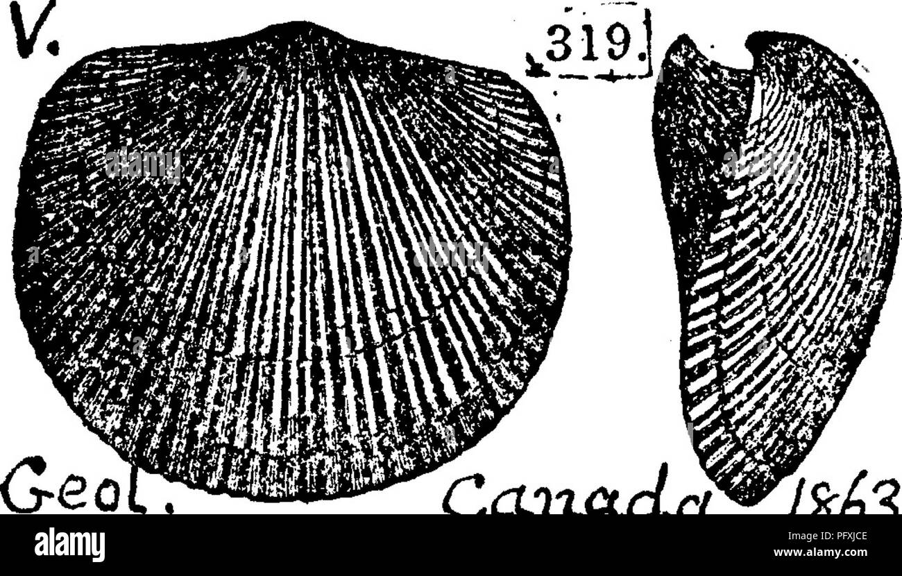 . Un dizionario dei fossili di Pennsylvania e gli Stati limitrofi denominato nelle relazioni e nei cataloghi del sondaggio ... Paleontologia. 1873, pagina 109, la piastra 8, fichi, S a i dorsali, ventrale 8 o, vista di cerniera, per mostrare thevery zona bassa, se confrontata con le specie Figg. 7 f e 6c; 8 6?, profilo 8 6, superficie ingrandita della shell.- Gruppo di Cincinnati^ III, Orthis porcata, McCoy. Silurian fossili ot Irlanda, 1846. Trenton^ fiume Hudson e metà- dle Silurian, geologia del Canada, 1863, pagina 312, fig. 319 a, 5, do- sal e viste laterali di un campione dalla Medina- Clinton serie di j^w;/ ovest del Canada. IV- Foto Stock