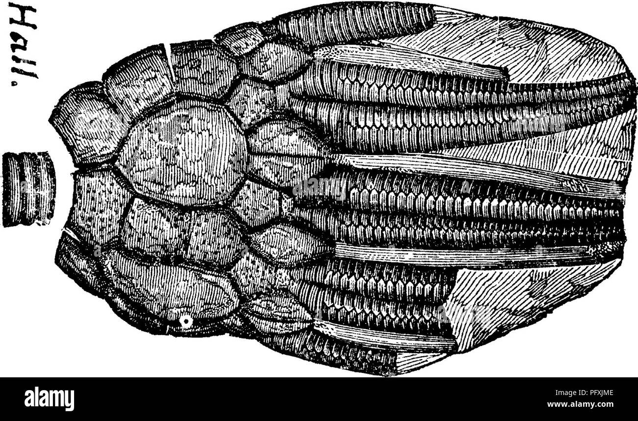 . Un dizionario dei fossili di Pennsylvania e gli Stati limitrofi denominato nelle relazioni e nei cataloghi del sondaggio ... Paleontologia. 167 Cyat. piedi; una lente a forma di strato strettamente impaccate crinoidal steli; a causa della brusca e la completa distruzione di un piccolo, iso- affini grove di queste pietra-ninfee.- VIIL f, Cyathocrinus pyriformis. {Ichthyocrinus Icevis di con- t.r.a. d; Jour. " Acad. N. 8. Phila. Vol. 8, ^pagina 279, ^^^ piastra 15, fig. Co 16.--SeeMar- chison Si- lurian re- ricerche, pagina 6 7 2, la piastra 17, fig. 6.) la formazione di Niagara. F. 5. Cyathocrinus ? In Becker^s creek shale^ Foto Stock