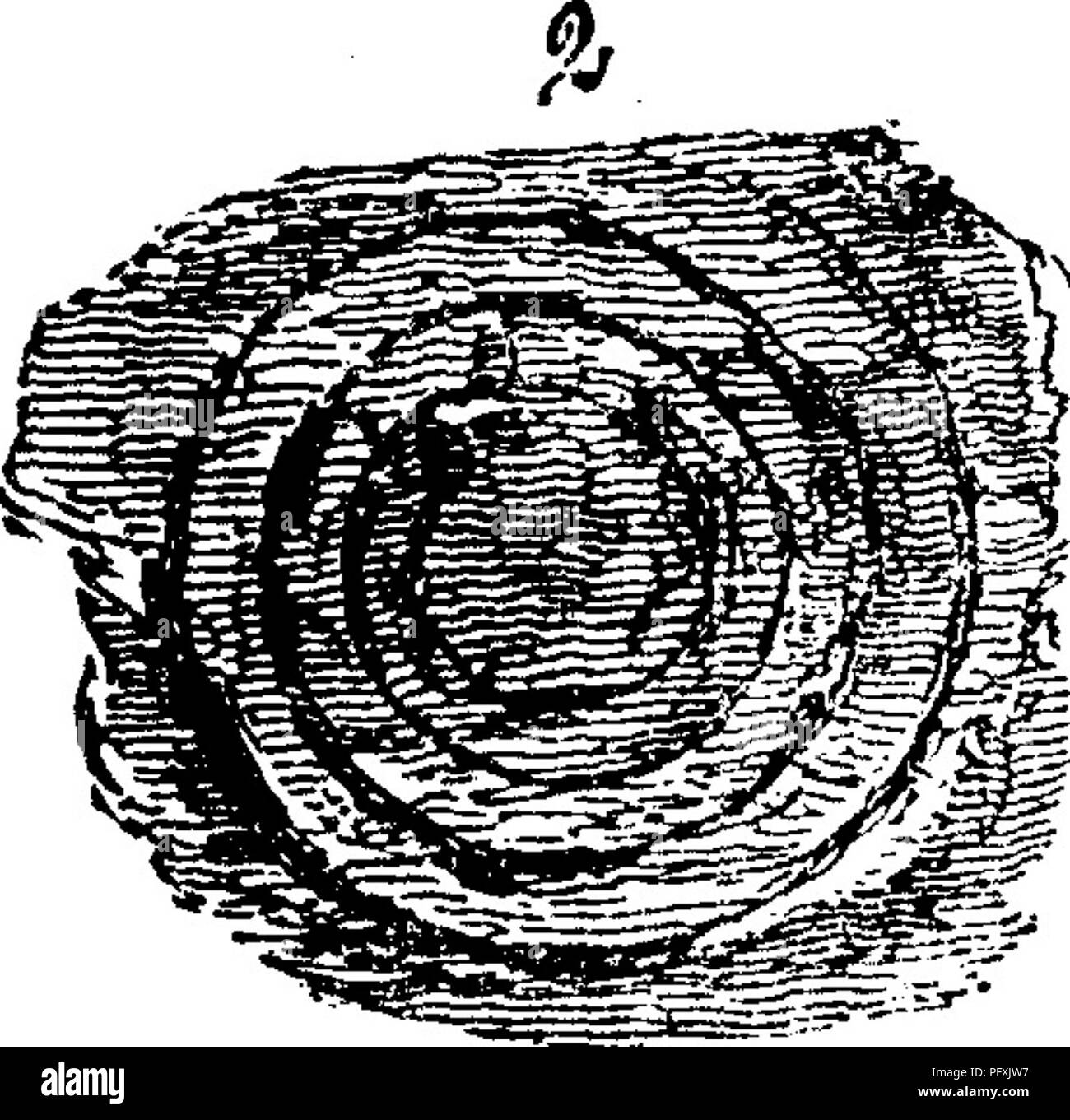 . Un dizionario dei fossili di Pennsylvania e gli Stati limitrofi denominato nelle relazioni e nei cataloghi del sondaggio ... Paleontologia. Ophileta compacta, Salter. Can. Org. Rem. Decennio 1, l io ci-:^^m^^^ ^^^&GT;5vW è^^i Calciferous- fig. 9 a, sotto? O il lato piatto; 5, cast della parte superiore o laterale del controbattitore. Pentole- dam arenaria^ I, - ^^ ^^^ . Pagina 115, fig. 23 Un, piatto ^^^' inferiore; 5,concava arenaria Caloiferous^ II a. Nota.-Whitfield rende questo un syn. 0, complanata ; che vedi qui sotto. Ophileta complanata, Vanuxem. Geol. N. Y. 1842, p. 36, fig. 2, 2,-Emmons, Geol. N. Y. 1842, p. 179, fig. 53, 2.-RO Foto Stock