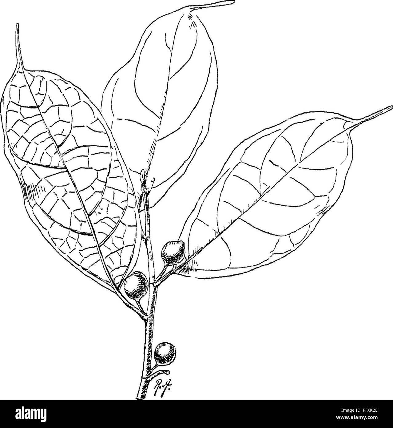 L'immagine tratta da "alberi indiani" di J. D. Hooker e T. C. J. presenta una descrizione e un'illustrazione della specie Ficus, evidenziandone le caratteristiche di crescita e i modelli fruttiferi. Il libro documenta una vasta gamma di alberi e piante trovati nell'India britannica, offrendo approfondimenti sulla flora regionale. Foto Stock