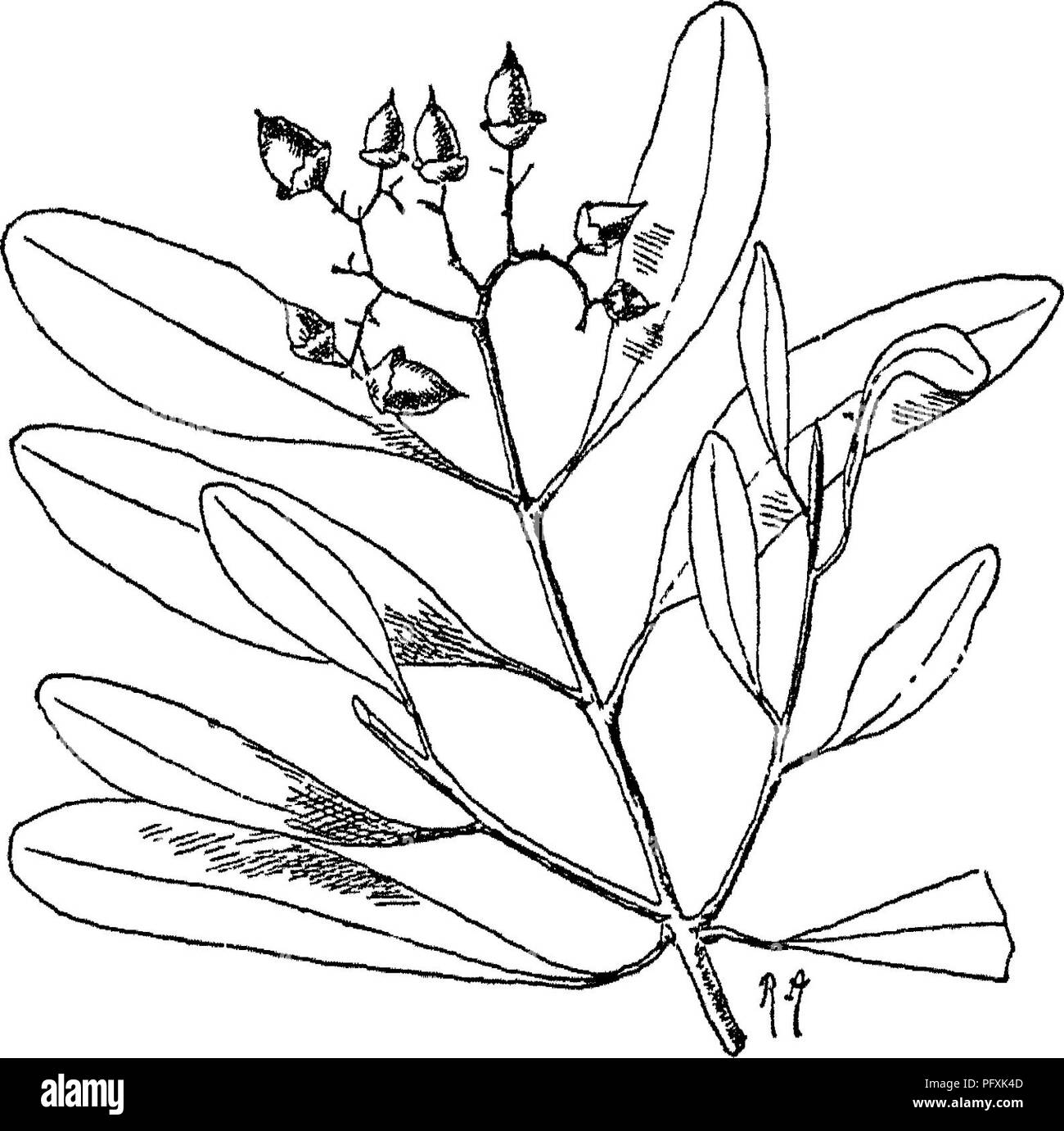 Questo lavoro cataloga gli alberi, gli arbusti, gli scalatori, i bambù e le palme autoctone o ampiamente coltivate nell'Impero indiano britannico. Fornisce descrizioni delle specie, dei loro habitat e dei loro usi nelle industrie e culture locali. Foto Stock