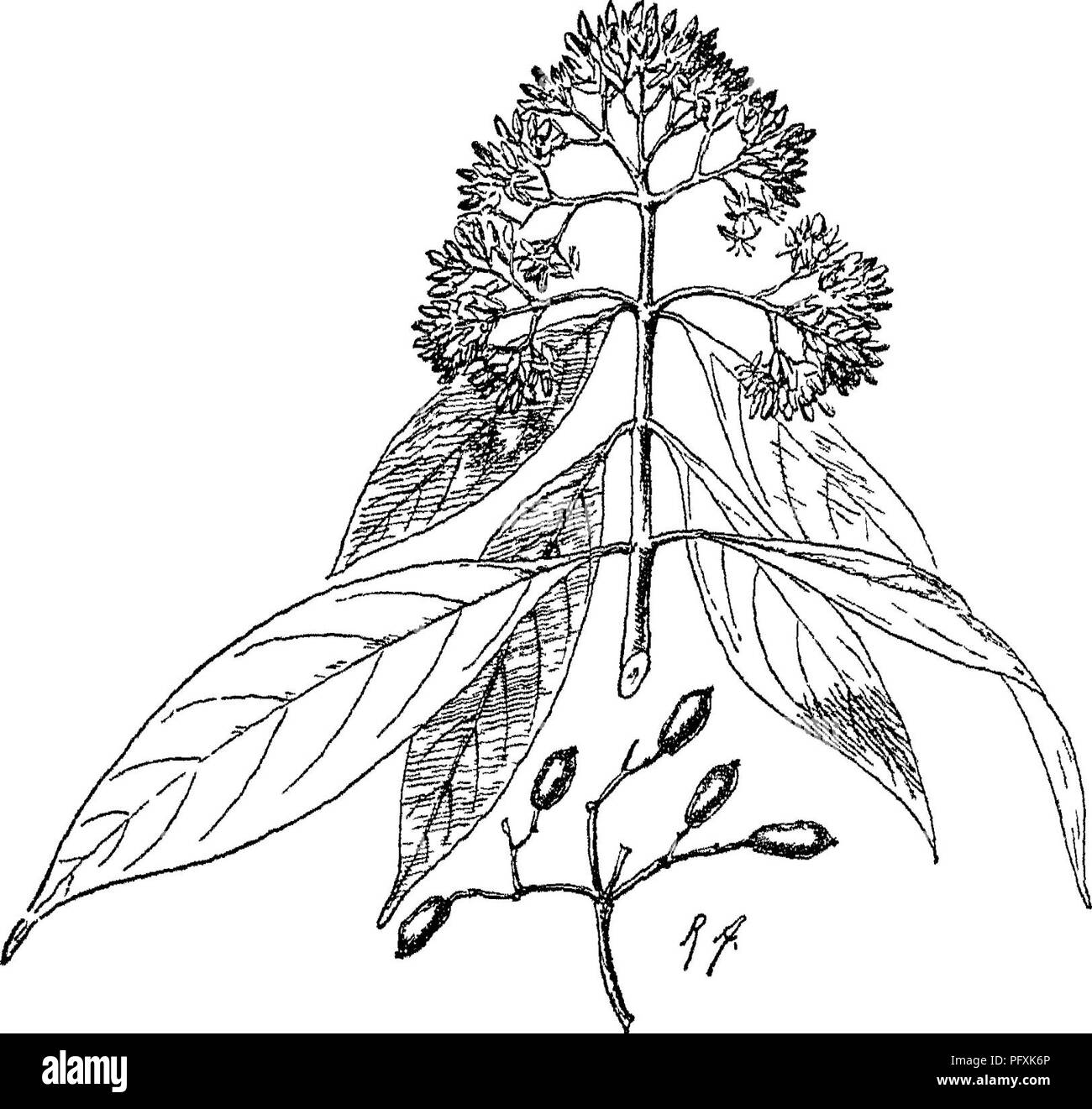 . Alberi indiano : un account di alberi, arbusti, woody scalatori, bambù e palme indigene o coltivati comunemente nel British impero indiano. Alberi. 356 LIX. COENACE^ [Cormcs. Fig. 148.- -Cornii&amp; obloiiga, a parete. J-J. lungo, sec. n. 3-5 coppia, impressionato albove. Calice e petali molto leggermente liairy. Drupa di forma ovoidale, io in. lungo. 3. C. sanguinea, Linn. Su un liigh mountain range a sud della valle del Kashmir a 7.000 ft., una volta fonnd otlIj dal Dottor J. L. Stewart. Europa e si- beria. L. ellij)tic. Sec. n. Coppia 8-4, il più basso |)aria basale, peduncoli più di cymes. B. Fl. in globose bracteate egli Foto Stock