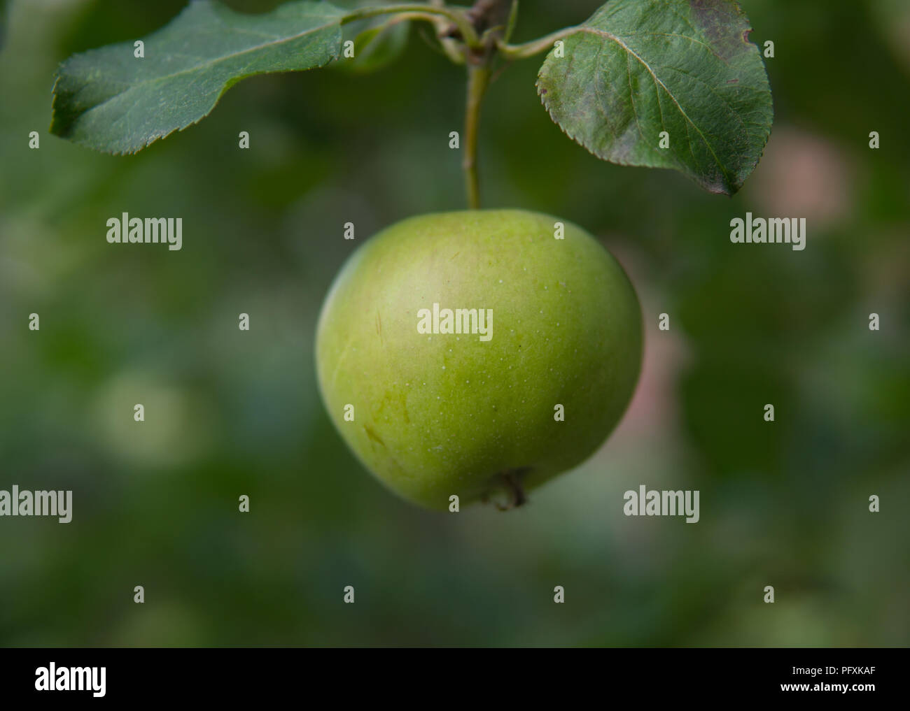 Mele Verdi appeso a un albero con foglie di colore verde Foto Stock