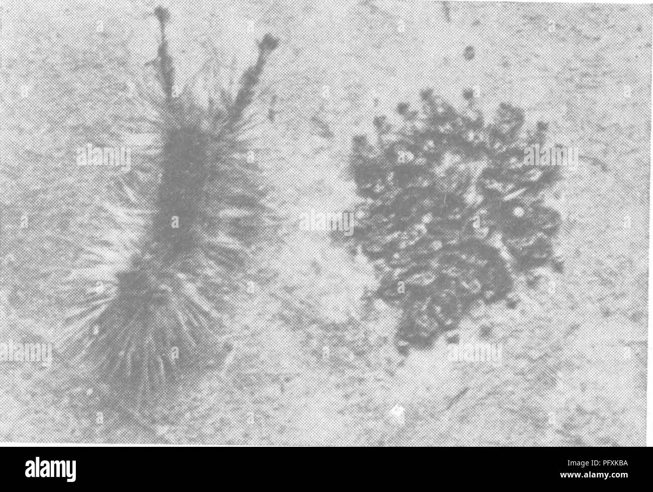 Questa voce di *The Encyclopedia of Practical Horticulture* fornisce una panoramica dettagliata delle pratiche orticole incentrate sulla coltivazione di frutta e verdura. Si discute dei metodi per coltivare varie colture, del ciclo di vita delle piante e di come le condizioni ambientali influenzino la crescita delle piante, con particolare attenzione alla formazione di bozzoli da parte degli insetti nel mese di giugno. Foto Stock