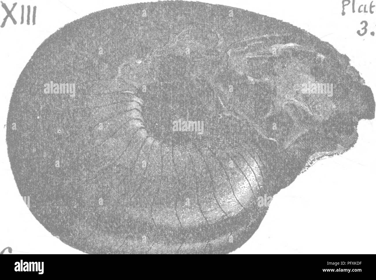 . Un dizionario dei fossili di Pennsylvania e gli Stati limitrofi denominato nelle relazioni e nei cataloghi del sondaggio ... Paleontologia. 443 Naut. Illust. Dev. Foss. 1876; Pal. N. Y. Vol. 5 ii, 1879, pagina 412, la piastra 60, fig. 1, lato posteriore del buon esempio; 106, 7, sec- zione di un piccolo campione che mostra la relazione di un grande in- habited camera per le piccole camere d'aria; 107, f. 5, ingrandito segni superficiali; 109, 1, ventre vista della grande sezione di giovani esemplari, con meravigliosamente perfetta superficie ornamenta- zione. (Le creste affilate attraversata da fini strie, sono esattamente come quelli di esemplari fr Foto Stock