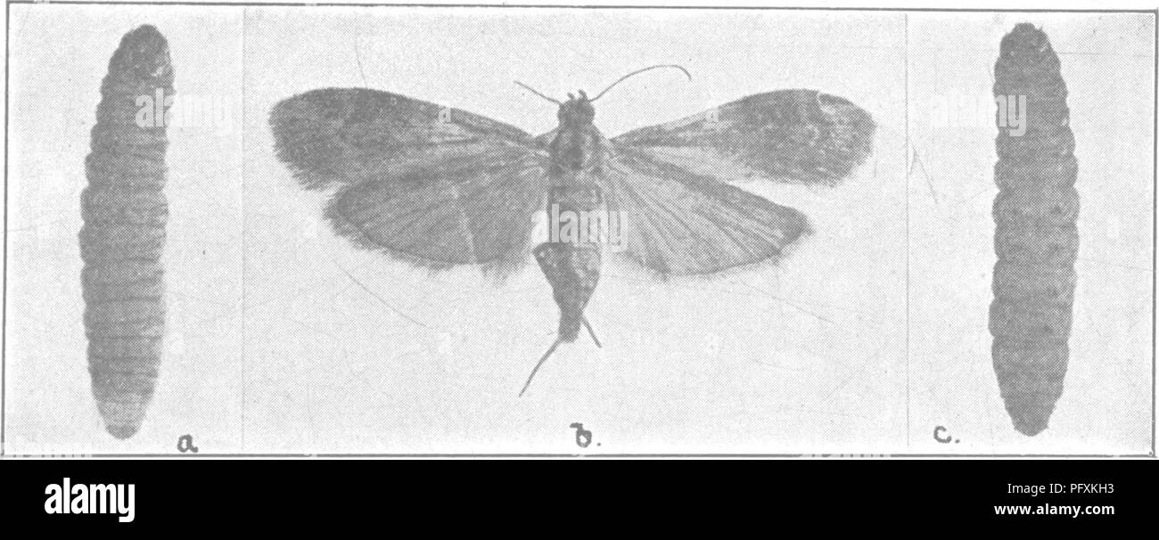 . L'enciclopedia di pratica orticoltura; un sistema di riferimento di orticoltura commerciale, coprendo la pratica scientifica e fasi di orticoltura, con speciale riferimento alla frutta e verdura;. Il giardinaggio; frutta-cultura; giardinaggio di vegetale. Pesti di Apple 509. Maiale. 1. L'albero da frutto Barl? Borer, un caterpillar o borer da sopra : c, stesso dal basso ; b, adulti motli-tutti ingrandita. Delaware stazione di esperimento. Farfalle volare di notte e sono raramente visto. L'ala distesa è di circa un pollice. Il corpo e la testa sono dusky grigio mentre i parafanghi anteriori sono un dusky grigio con bruno-rosso e nero m Foto Stock