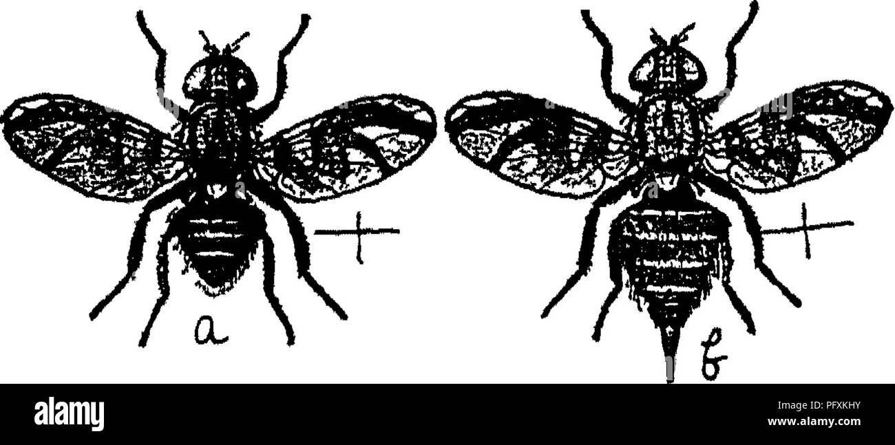 . L'enciclopedia di pratica orticoltura; un sistema di riferimento di orticoltura commerciale, coprendo la pratica scientifica e fasi di orticoltura, con speciale riferimento alla frutta e verdura;. Il giardinaggio; frutta-cultura; giardinaggio di vegetale. 504 enciclopedia di orticoltura pratica molto seri pesti, e dalla loro struc- ture, modalità di vita e di abitudini alimentari, molto difficile di controllo. Mele feriti o "forzato" da Apple tlie verme visualizza scolorito cunicoli di avvolgimento o le tracce, e cavità di qua e di là nella carne e quando infestati con numerose larve la polpa Foto Stock