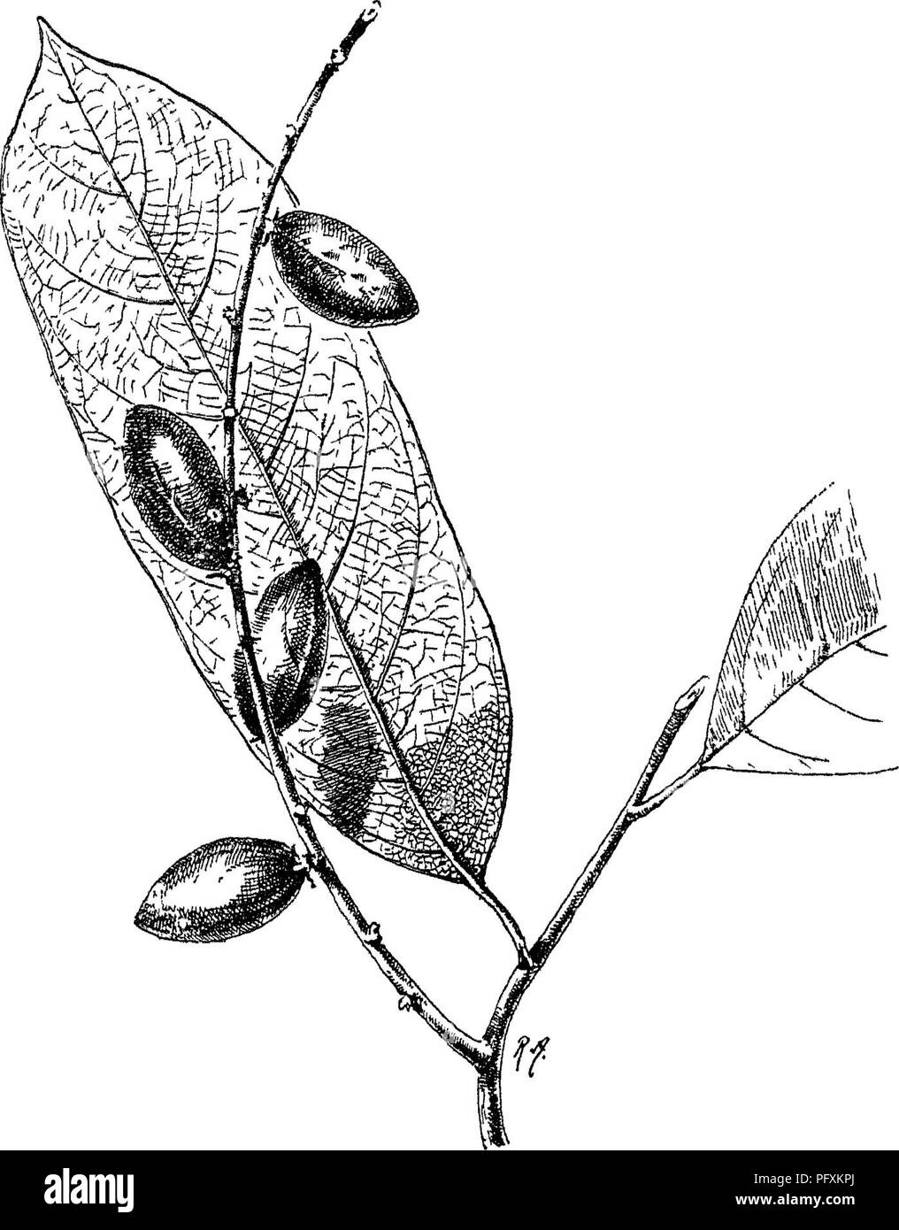 . Alberi indiano : un account di alberi, arbusti, woody scalatori, bambù e palme indigene o coltivati comunemente nel British impero indiano. Alberi. Mlqudia] XXXII. ICACINACE^ 153 un climbiiii^ arbusto. L. lanceolate, intero, lama 4-6, peziolo 1. lungo. M. dicecions, capitate, teste maschio su lunghi slencler peduncoli. Cade 4-5-lobate supportato da un involucro del 4-5 brattee, che' nel maschio è separata da una lunga pedicel dal cade. Stami alternati con i segmenti di cade, filamenti corti. Lo Stigma nearl}^ sessili, 4 lobi drupa, J. lungo, giallastro, obliquamente ovoidale, endo Foto Stock