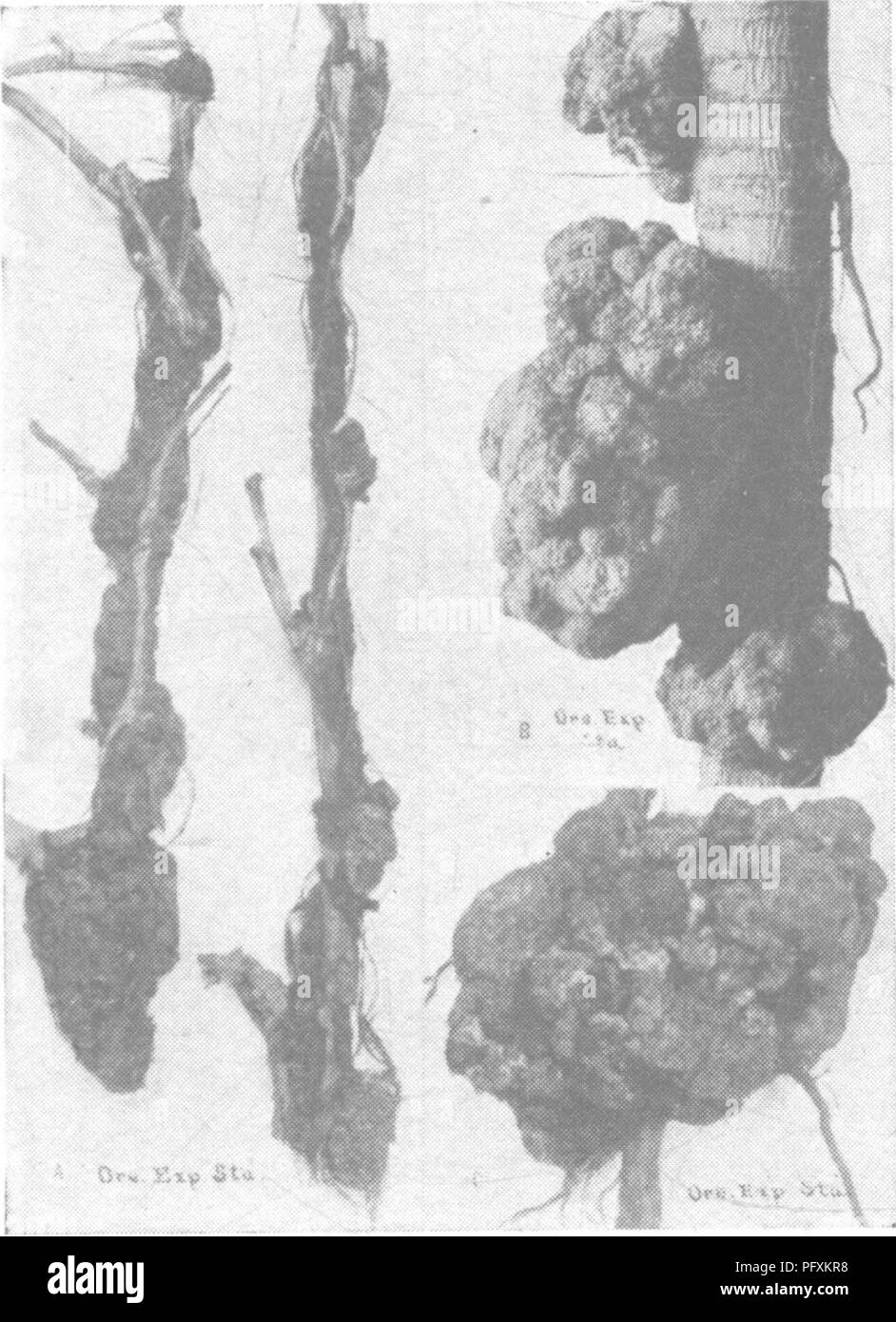 . L'enciclopedia di pratica orticoltura; un sistema di riferimento di orticoltura commerciale, coprendo la pratica scientifica e fasi di orticoltura, con speciale riferimento alla frutta e verdura;. Il giardinaggio; frutta-cultura; giardinaggio di vegetale. 458 enciclopedia pratica di orticoltura e molte altre piante coltivate e spontanee, erbaceo nonché woody. È molto comune per i membri della famiglia di rosa (Rosacee) alla quale tutti delle nostre ordinarie frutta di piante legnose e molti dei nostri piccoli frutti appartengono. Oltre a piante summenzionate è segnalato come a- imbastitura del vitigno, noce, castagno, Foto Stock