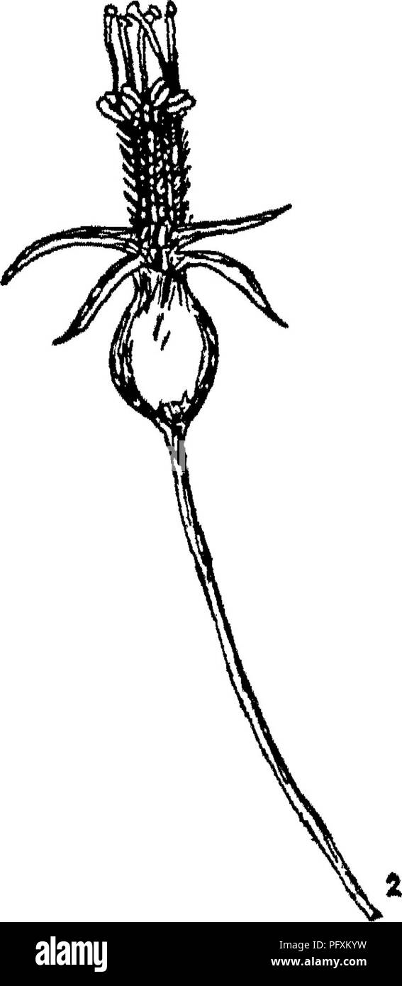 . L'enciclopedia di pratica orticoltura; un sistema di riferimento di orticoltura commerciale, coprendo la pratica scientifica e fasi di orticoltura, con speciale riferimento alla frutta e verdura;. Il giardinaggio; frutta-cultura; giardinaggio di vegetale. in buone condizioni più di the stig- mas. Se il polline non è applicato supervisore diretto, immediatamente i fiori che sono stati operati su dovrebbe essere coperto con un robusto sacchetto di carta e la bocca legati strettamente circa il ramoscello, in modo che nessun insetto può arrivare a. Infiorescenze della scel- ety di Apple che è quella di fornire il polline ed essere genitore maschile della f Foto Stock