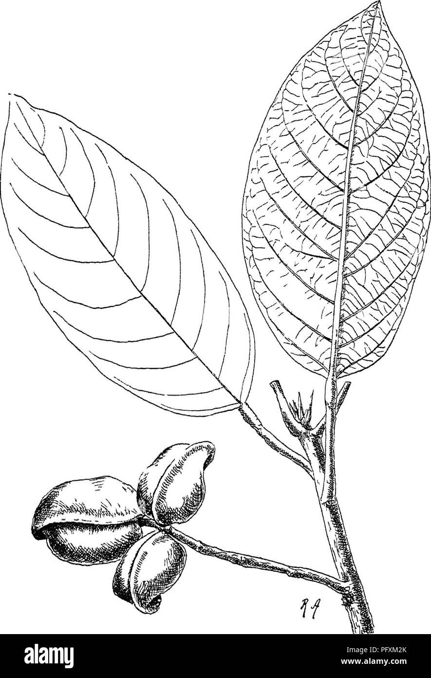 Questo lavoro fornisce un resoconto dettagliato di alberi, arbusti e altre piante trovate nell'Impero indiano britannico, comprese specie come Heritiera littoralis, native delle regioni tropicali. Copre l'identificazione delle piante, l'habitat e la distribuzione geografica, offrendo preziose informazioni sulla flora dell'India e sulle aree circostanti. Foto Stock