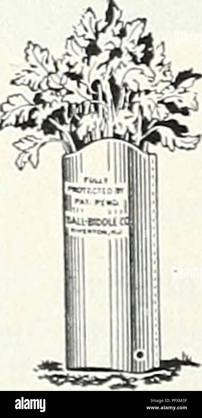 . Currie del giardino : annuale Primavera 1934 59a l'anno. Semi di fiori di cataloghi; lampadine (piante) Semi cataloghi; semi di ortaggi cataloghi; Vivai (orticoltura) cataloghi; piante ornamentali, cataloghi; attrezzature da giardinaggio e i cataloghi dei materiali di consumo. Impianto ADJUSTO supporta ciascun Doz. ft. Picchetti $0.20 $2,25 ft. Picchetti 25 2,75 ft. Picchetti 30 3,25 ft. Picchetti 35 3,75 impianto universale modello di supporto di supporto delle piante di pomodoro o di peonia supporta (modello) - Pesanti filo zincato, 31 gambe, 2 anelli, il superiore regolabile e rimovibile. Ogni, 40c; doz., $4.25. L'impianto universale supporto è adatto per le piante come PEO- nies, Foto Stock . Currie del giardino : annuale Primavera 1934 59a l'anno. Semi di fiori di cataloghi; lampadine (piante) Semi cataloghi; semi di ortaggi cataloghi; Vivai (orticoltura) cataloghi; piante ornamentali, cataloghi; attrezzature da giardinaggio e i cataloghi dei materiali di consumo. Impianto ADJUSTO supporta ciascun Doz. ft. Picchetti $0.20 $2,25 ft. Picchetti 25 2,75 ft. Picchetti 30 3,25 ft. Picchetti 35 3,75 impianto universale modello di supporto di supporto delle piante di pomodoro o di peonia supporta (modello) - Pesanti filo zincato, 31 gambe, 2 anelli, il superiore regolabile e rimovibile. Ogni, 40c; doz., $4.25. L'impianto universale supporto è adatto per le piante come PEO- nies, Foto Stock
