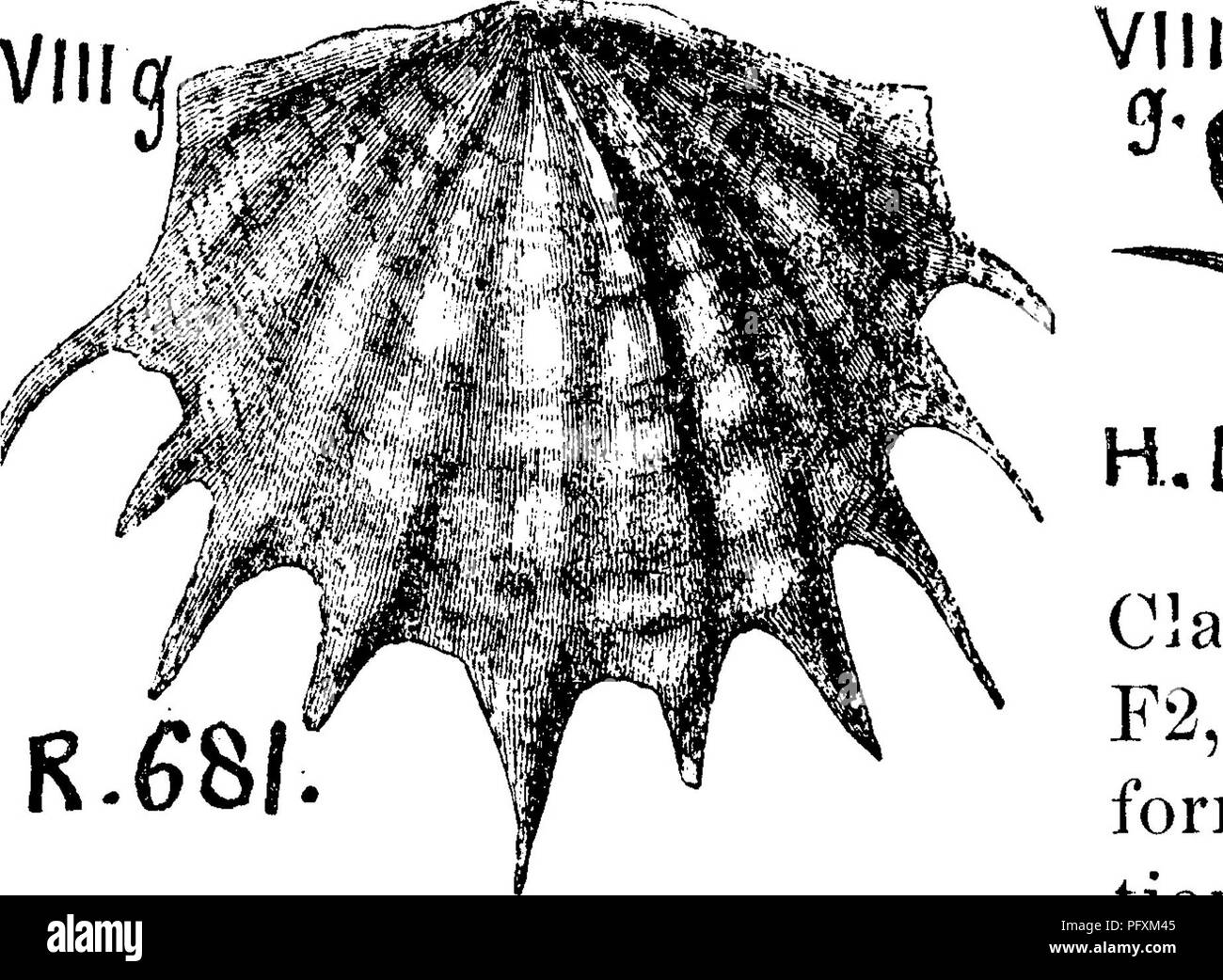 . Un dizionario dei fossili di Pennsylvania e gli Stati limitrofi denominato nelle relazioni e nei cataloghi del sondaggio ... Paleontologia. Atrypa exigua. (Hall, FAL. N. Y. Vol. 1,1847, Trenton egli. 5 gruppo). Emmons, x^mer. GeoL I, II, 1855, pagina ^-^ ^^"190, la piastra 10, fig. 6 a, h, c. Valvola con una cresta in EmAG^ieiTj mo medio; premuto indietro; superficie di mantello contrassegnati con belle concentrica linos. Trenton formazione. II c, Atrypa eximia, 8&lt;r Stenoschisma eximium. VIII g. Atrypa extans. Vedere Camarella extans. II C. Atrypa galeata. Vedere Pentamerus galeatus. YL Atrypa alohuUtorr/IIS. Vedere Leiorhynchus g Foto Stock