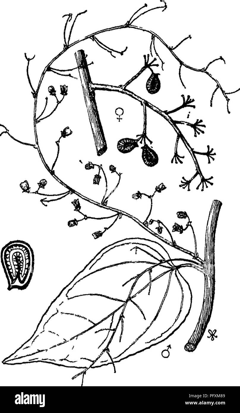 . Alberi indiano : un account di alberi, arbusti, woody scalatori, bambù e palme indigene o coltivati comunemente nel British impero indiano. Alberi. Fig. 0.-Anamirta paniculata, Colebr. Foglie e frutta. -|. Assam, Khasi Hills, entrambe le penisole. Cey- lon. !F1. Febbraio in Birmania, Maggio, Giugno a Ceylon. Anche Arcipelago Malese. La frutta secca (Coeculus indicus) un articolo di commercio. Semi estremamente amaro, utilizzato per adiilterate birra e in India ad intossicare il pesce. Con- tain picrotossina, una sostanza velenosa. Cosciniumfenestratum, Colebrooke. Ceylon, probabilmente anche nella penisola. Un scalatore di woody, giovani Foto Stock