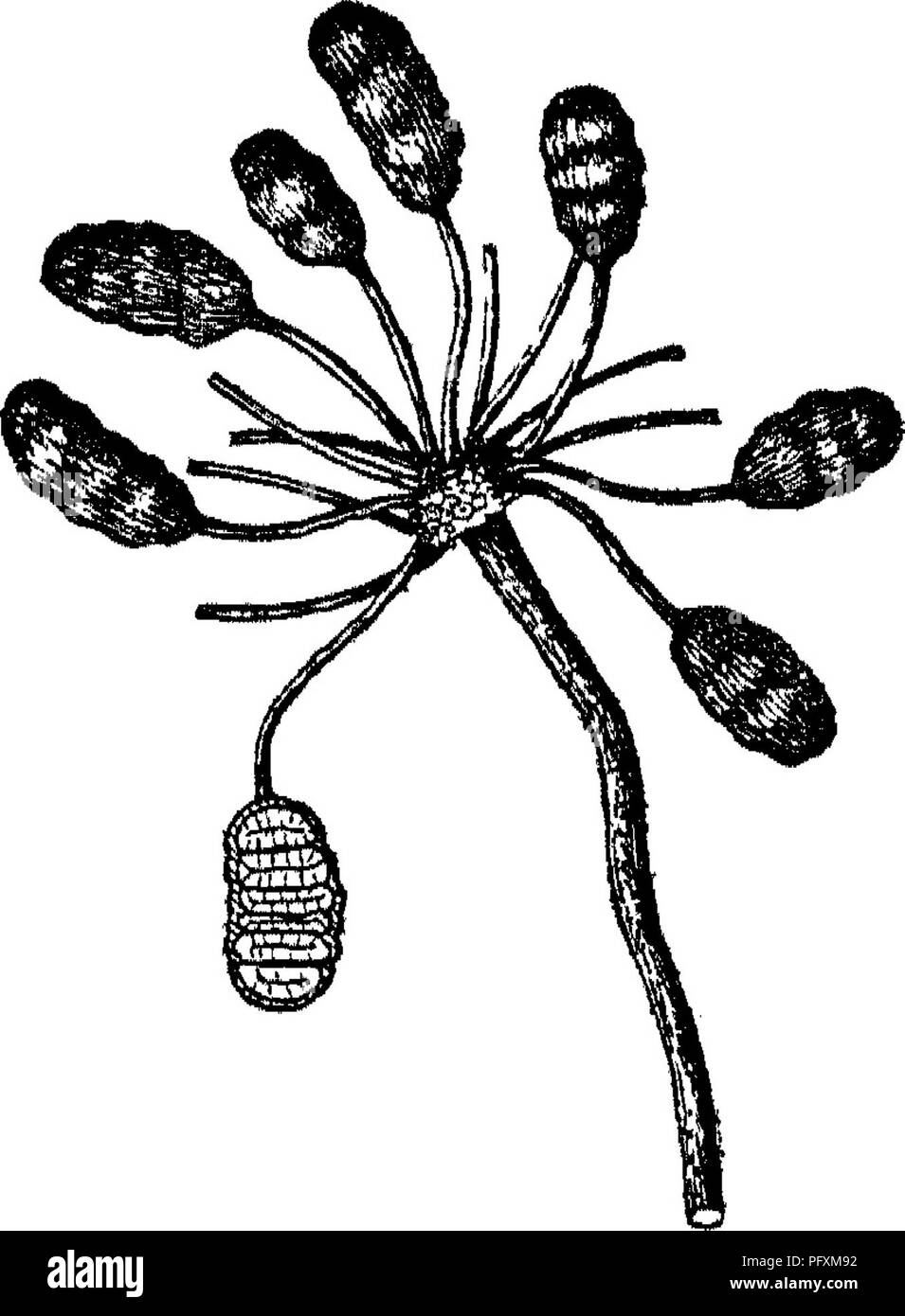 Questo lavoro fornisce un resoconto completo degli alberi nativi e coltivati, degli arbusti, degli scalatori, dei bambù e delle palme dell'Impero indiano britannico, concentrandosi sulle loro caratteristiche botaniche e sui ruoli ecologici. Foto Stock