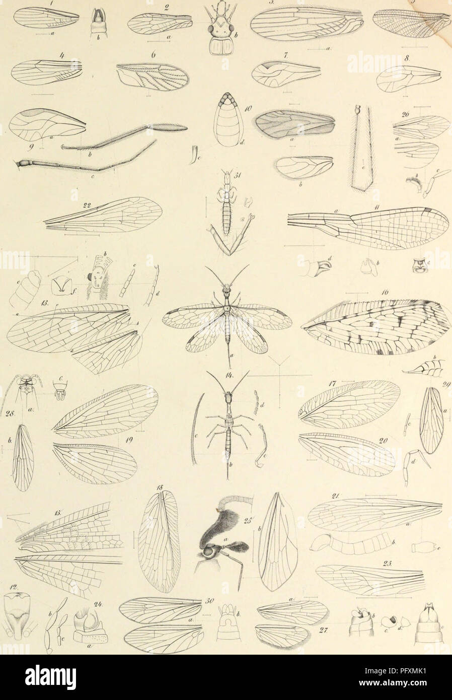 Questo lavoro si concentra sullo studio dei resti organici trovati nell'ambra, offrendo approfondimenti sulle antiche forme di vita conservate in questa resina fossilizzata. Foto Stock