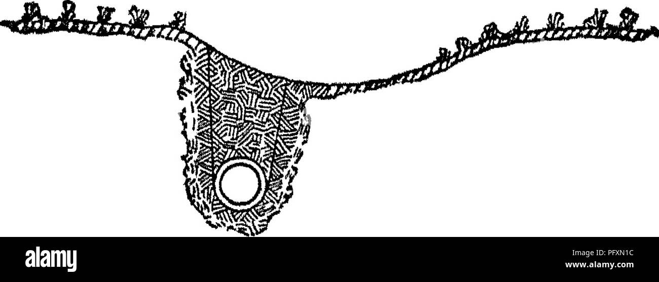 . Ingegneria per drenaggio terreni. Un manuale per la posa e la costruzione di fognature per il miglioramento dei terreni agricoli. Il drenaggio. 202 Ingegneria per terra drenaggi. Il costo e la cura di tali scarichi. L'esperienza ha dimostrato che in ben irrigato sezioni scarichi di piastrelle che sono destinati a fornire sbocchi per ampi tratti non può essere resa sufficientemente grande senza troppo grande ex- pense a prendersi cura di eccezionalmente forti precipitazioni con-. FiG. 40.-piastrella Dram con superficie in rilievo del fossato. L'aiuto di scarichi di superficie. Un altro motivo per la necessità di questa disposizione è che molti suoli che sotto ord Foto Stock