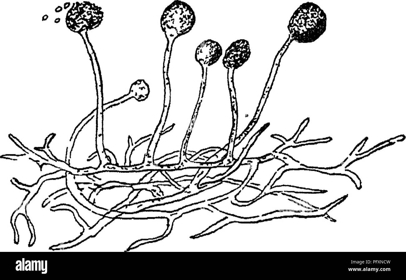 . Terreni produttivi; le basi del successo di gestione del suolo e proficua produzione di raccolto. Suoli. Capitolo XI ORGANISMI DEL TERRENO IN RELAZIONE ALLA fertilità del suolo nel capitolo II è stato precisato che milioni di organismi vivono nel suolo e che molti di loro di portare circa i cambiamenti che sono di fondamentale importanza nel determinare la fertilità. Molti di questi organismi possono essere classificati come batteri, funghi, lieviti (Fig. 113), algse (S^rje), vermi, insetti e roditori. I primi tre gruppi sono classificati come ^^microrganismi'' perché sono di dimensioni microscopiche. La maggior parte dei batteri non sono più th Foto Stock