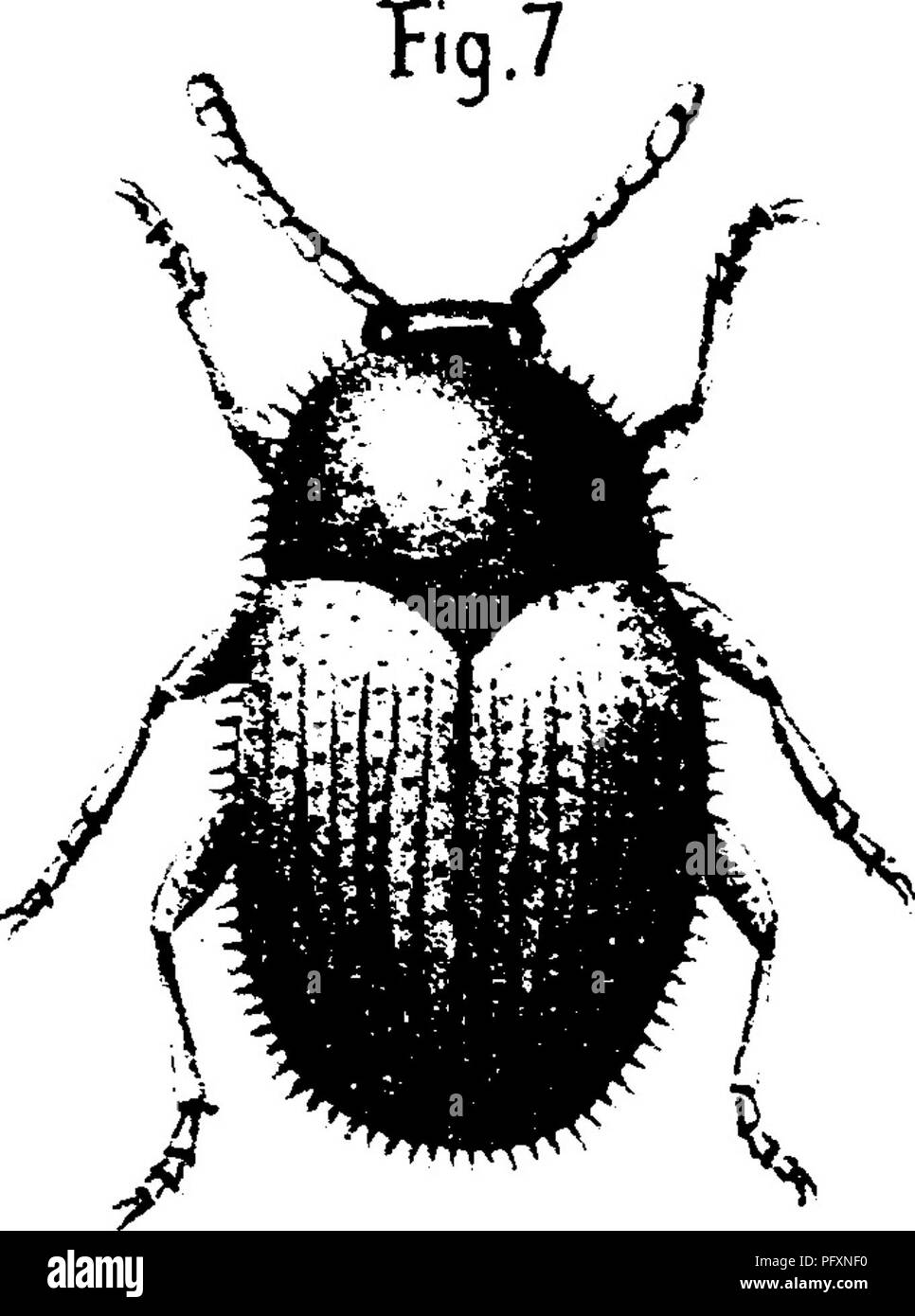 . L'oliva : la sua cultura nella teoria e nella pratica. Oliva. Fia .6. Si prega di notare che queste immagini vengono estratte dalla pagina sottoposta a scansione di immagini che possono essere state migliorate digitalmente per la leggibilità - Colorazione e aspetto di queste illustrazioni potrebbero non perfettamente assomigliano al lavoro originale. Marvin, Arthur Tappan. San Francisco : Payot, Upham &AMP; Co. Foto Stock
