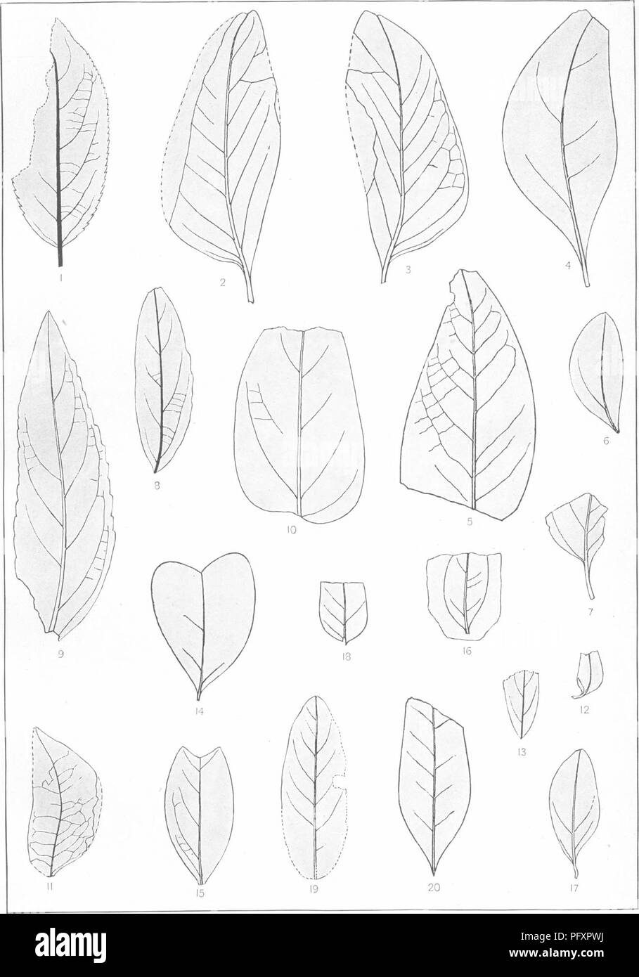 Questa monografia presenta la flora del Cretaceo del sud di New York e del New England, esplorando la vita vegetale del periodo Cretaceo. Fornisce informazioni sulle antiche specie di piante che prosperarono nella regione durante questa era geologica, contribuendo agli studi sulla paleobotanica e sull'evoluzione delle piante. Foto Stock