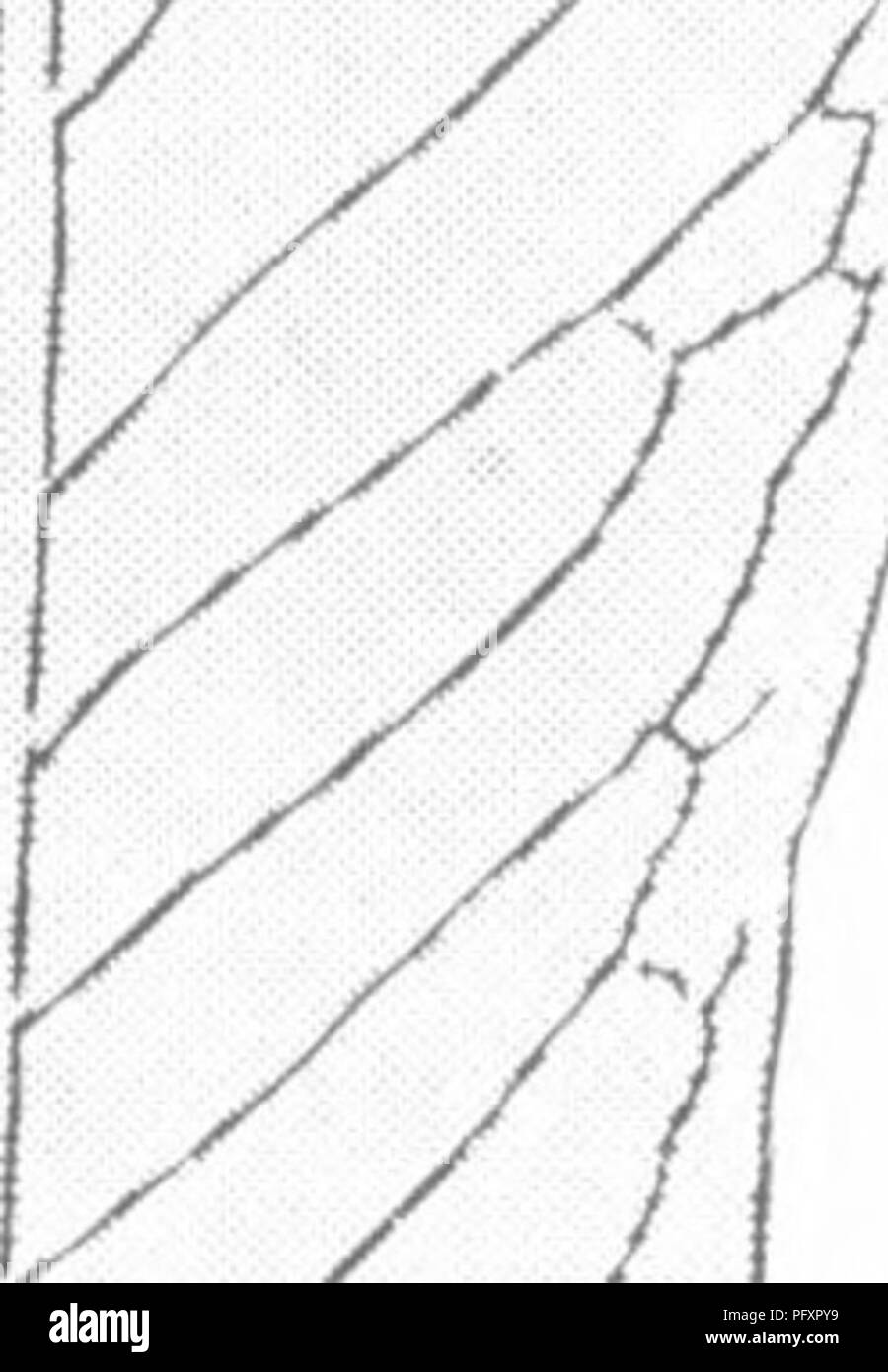 Questo lavoro di Charles Arthur Hollick descrive la flora del Cretaceo nella parte meridionale di New York e del New England, concentrandosi sulla paleobotanica. Lo studio evidenzia le specie vegetali che fiorirono durante il Cretaceo, offrendo una panoramica della flora preistorica della regione. Foto Stock