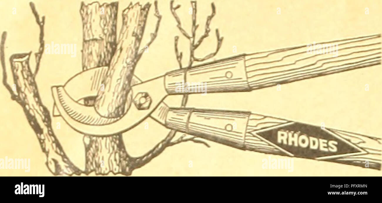Un catalogo del 1927 dal Currie's Farm and Garden Annual, che elenca vari attrezzi e semi da giardinaggio. Tra gli articoli in evidenza ci sono cesoie per potatura, supporti di pomodoro e una vasta gamma di fiori, verdure e piante ornamentali. Offre ai giardinieri professionisti e dilettanti gli strumenti e i materiali necessari per una coltivazione di successo. Foto Stock Un catalogo del 1927 dal Currie's Farm and Garden Annual, che elenca vari attrezzi e semi da giardinaggio. Tra gli articoli in evidenza ci sono cesoie per potatura, supporti di pomodoro e una vasta gamma di fiori, verdure e piante ornamentali. Offre ai giardinieri professionisti e dilettanti gli strumenti e i materiali necessari per una coltivazione di successo. Foto Stock