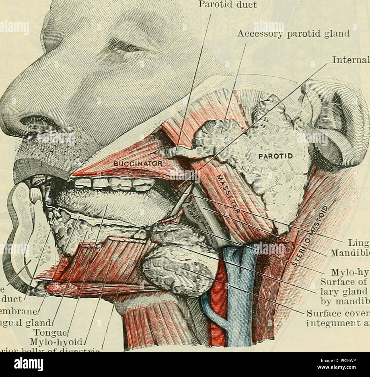. Cunningham il libro di testo di anatomia. Anatomia. SALIVAEY ghiandole. 1135 aderirvi. L'apice, rivolta anteriormente, viene formata mediante il processo del viso del premistoppa e giace sul muscolo massetere e il condotto del premistoppa problemi da essa, o appena al di sotto di esso. Questa superficie superficiale frequentemente è prolungato oltre i limiti della fossa parotide e passa verso il basso al di sopra del muscolo digastric. Si può scendere oltre l'angolo della mandibola, e di entrare in rapporto immediato con la parte posteriore della ghiandola sottomascellari, dalla quale è separata soltanto da un sottile strato di cervicali profondi scudo. Profonda Foto Stock