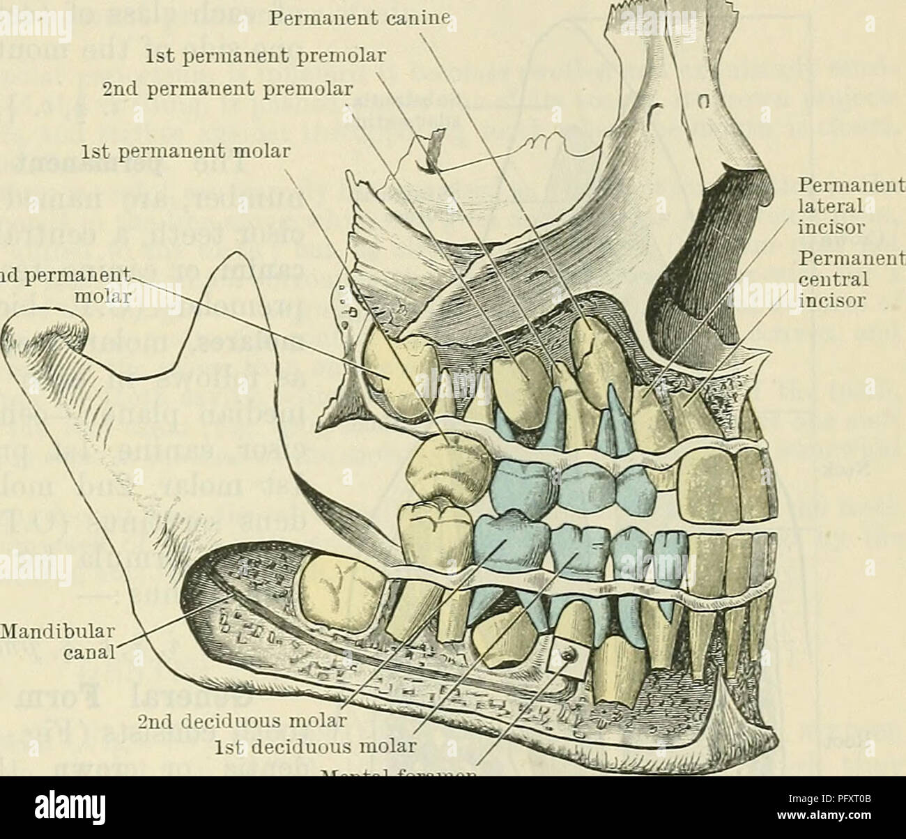 . Cunningham il libro di testo di anatomia. Anatomia. I DENTI. 1113 canino permanente primo premolare permanente 2° premolare permanente primo molare permanente riN 2 molare permanente DENTES. Ciascun dente è calcificata papilla di una chiassosa membrana della bocca e simili è costituito in modo che la membrana di due porzioni di capo-vale a dire, substantia eburnea o avorio (A.T. dentina) derivate da tessuto connettivo e della substantia adaman- tina o irremovibile (A.T. smalto) dallo strato epiteliale della mucosa. La substantia eburnea costituisce la massa principale del dente, mentre la sub- stantia adamantina Foto Stock