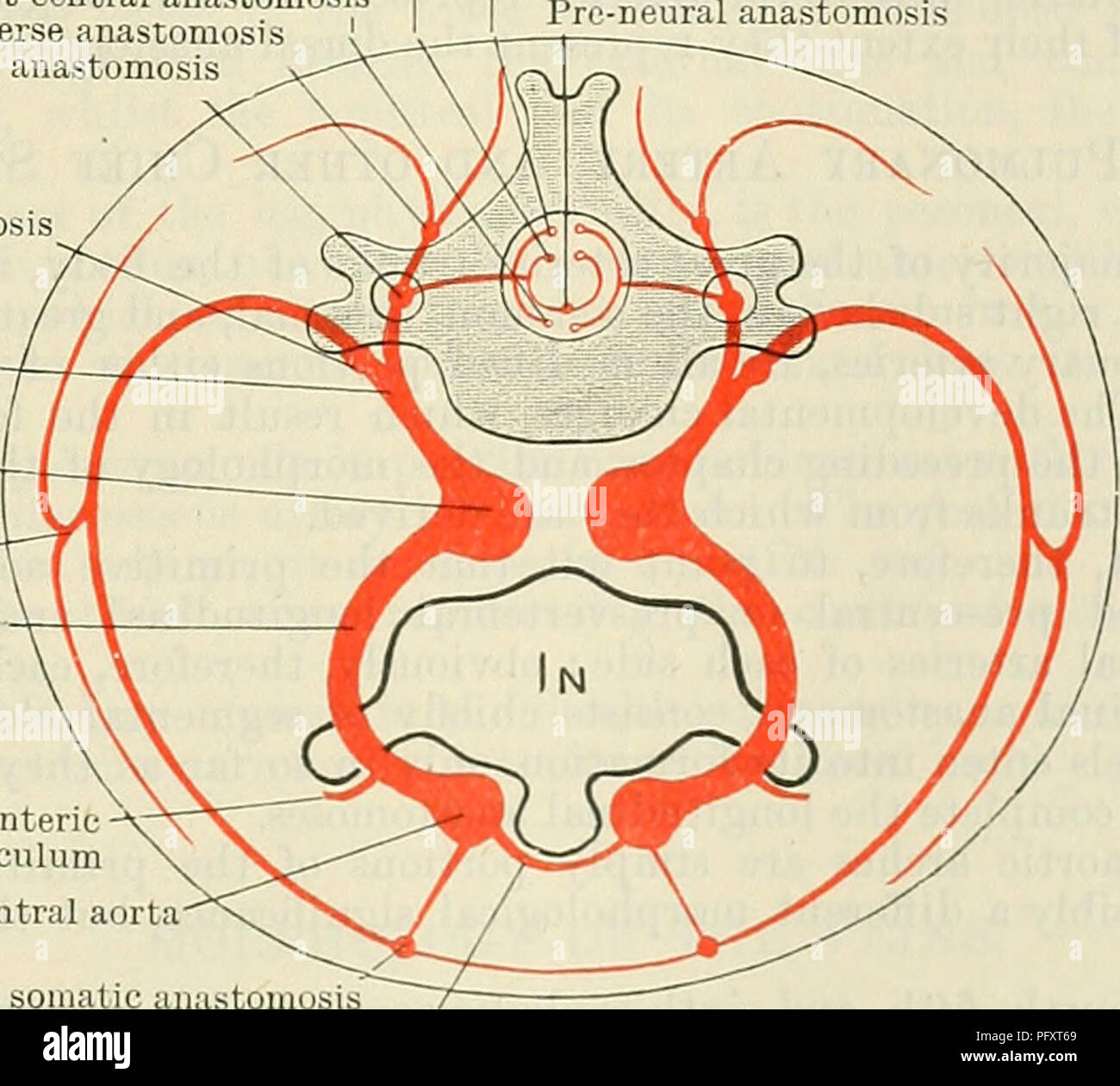 . Cunningham il libro di testo di anatomia. Anatomia. rami del somatiche arterie segmentale persistono come la mammaria interna e superiore ed inferiore arterie epigastrico. La scarti laterali dei rami ventrali sono rappresentati dalle arterie cutanee che accompagnano il laterale rami cutanei dei nervi spinali e il ramo laterale del settimo somatiche arteria intersegmental costituisce la maggior parte del gambo arteriosa dell'arto superiore. Il post-costale e post-trans- versetto anastomosi di solito scompaiono nel torace e regioni lombari, ma il post-costale occasionali anastomosi Foto Stock