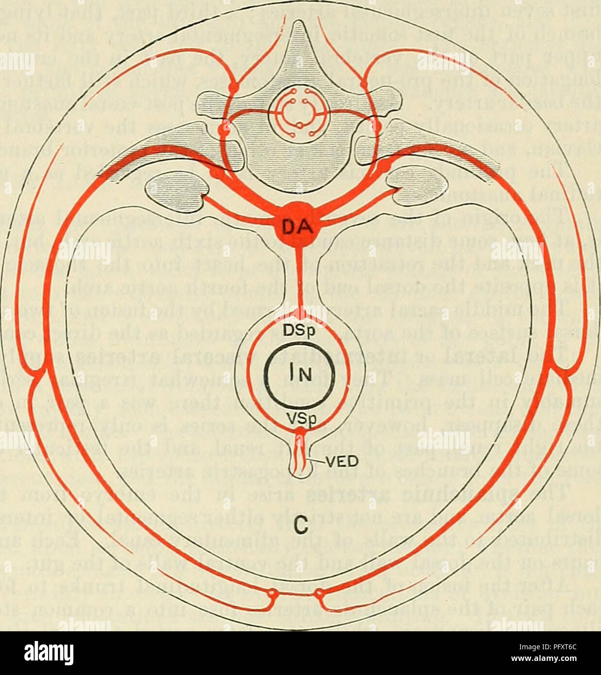 . Cunningham il libro di testo di anatomia. Anatomia. Le arterie segmentale e loro anastomosi. 1045. rami del somatiche arterie segmentale persistono come la mammaria interna e superiore ed inferiore arterie epigastrico. La scarti laterali dei rami ventrali sono rappresentati dalle arterie cutanee che accompagnano il laterale rami cutanei dei nervi spinali e il ramo laterale del settimo somatiche arteria intersegmental costituisce la maggior parte del gambo arteriosa dell'arto superiore. Il post-costale e post-trans- versetto anastomosi di solito scompaiono nella cassa toracica e lombare Foto Stock