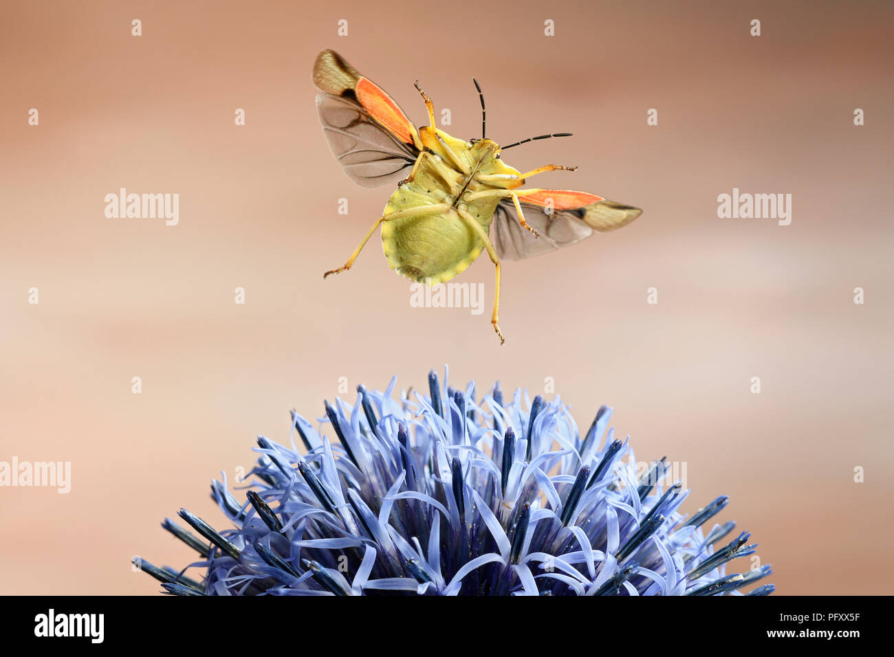 Nocturnal bug di frutta (Carpocoris fuscispinus), in volo, a Globe thistle, Germania Foto Stock