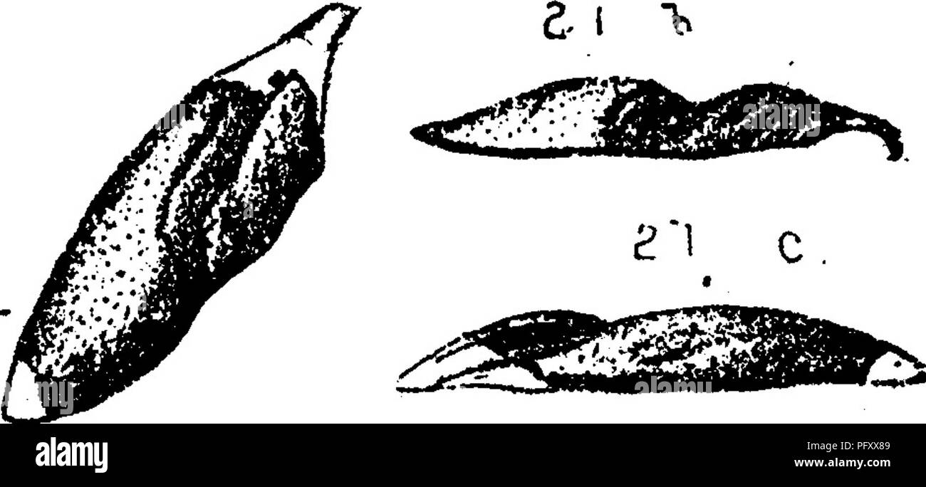 . Un dizionario dei fossili di Pennsylvania e gli Stati limitrofi denominato nelle relazioni e nei cataloghi del sondaggio ... Paleontologia. 2 p a. Vol.Vll. PI.VIM. 111., Vol. 7, 1883, p. 139, pi. 8, figg. "2,0A, torna in alto a destra, dente di medie o piccole dimensioni, visto da sopra; 5, margine interno; c?, esterno bordo inroUed; d, del bordo laterale anteriore; 21a, inferiore posteriore destra dente; 5, (?, bordi interno ed esterno. Lasalle, 111., Superiore misure di carbone. Nota. Un modello di questo dente di pesce anche da Belleville, da calcare 20' al di sopra del carbone 6, e gli altri a Oarlin- ville, tetto di carbone 5.-XV. Poecilodus cestriensis, St. Foto Stock