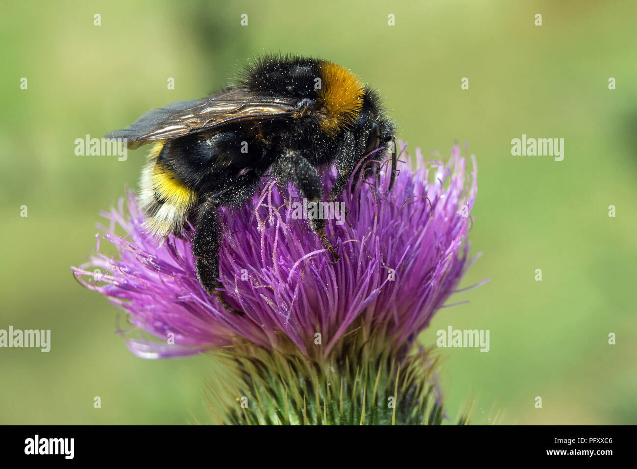 Bumblebee (Bombus) siede su thistle blossom (Carduus), Dossenheim, Baden-Württemberg, Germania Foto Stock