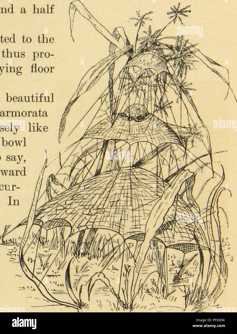 . Ragni americani e il loro lavoro di filatura. Una storia naturale dell'orbweaving ragni degli Stati Uniti, con speciale riguardo alla loro industria e abitudini. Ragni. Orizzontale di insidie e di sfere a cupola. 167 tre comuni variazioni della forma: primo, un normale foglio di seta sottile attaccato alla parte inferiore delle foglie o sospese tra i rami come in tlie veli di Linyphia costata. Secondo, il laccio di L. communis, rappresentata in Fig. 156. Esso ha una massa di linee di destra, r, alla quale è sospeso un recipiente come foglio, b, al di sotto della quale è ancora una volta un piatto foglio sagomato, d, di più aprire spinningwork con il Foto Stock