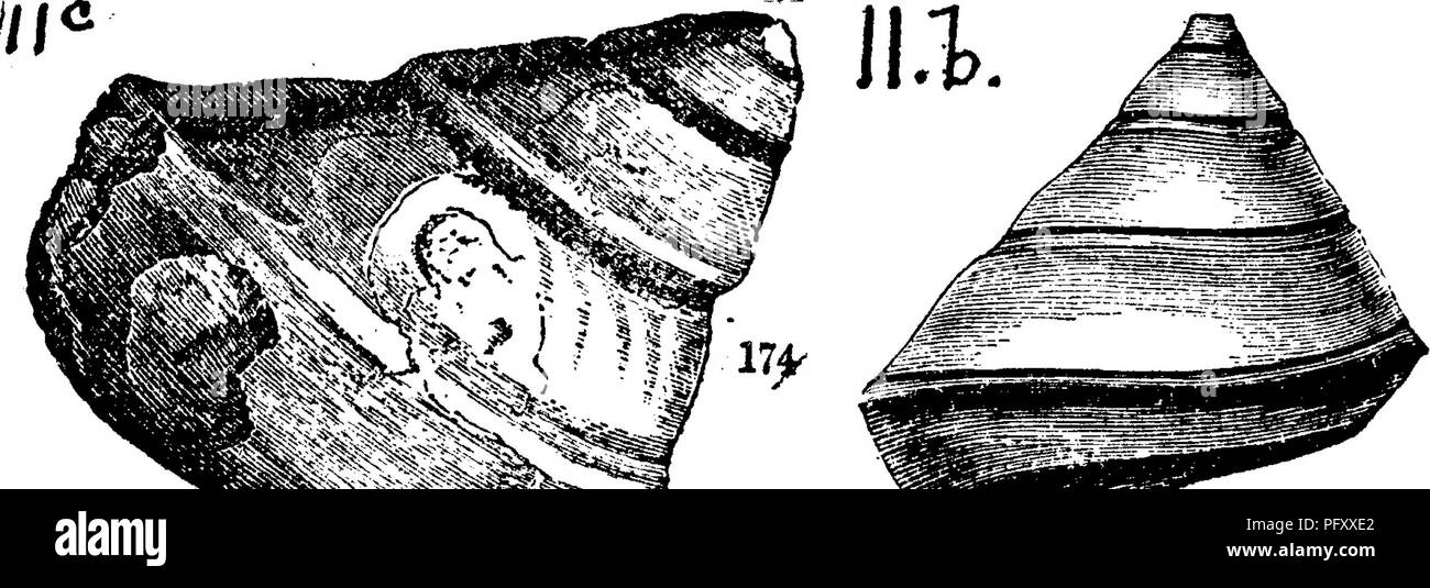 . Un dizionario dei fossili di Pennsylvania e gli Stati limitrofi denominato nelle relazioni e nei cataloghi del sondaggio ... Paleontologia. c. Ge WMs/)IJliVoLz,pLxmih 341, fig. 347 a, h. La guelfa^ o Galt^ formazione (su Niagara) in Canada superiore. Vh, Pleurotomaria sphserulata. (Conrad. Jour. Acad. Nat. Sci. Phila. Vol. 8, 1842, pa^e 272, la piastra 16, fig. 13). Col iett's Indiana Kt. 1883, la piastra 32. La fig. 1, /S'W. T.32, dimensione naturale, singole grandi, tigs. 2, 3, uno più piccolo. Vicino a P. wortheni. Gamme, con molte varietà di forma, dalla Pennsylvania all'Utah, nella parte superiore del carbone misure (soprattutto Indiana Foto Stock