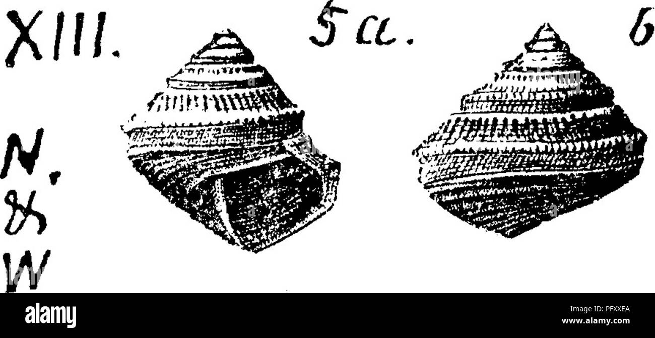 . Un dizionario dei fossili di Pennsylvania e gli Stati limitrofi denominato nelle relazioni e nei cataloghi del sondaggio ... Paleontologia. c. Ge WMs/)IJliVoLz,pLxmih 341, fig. 347 a, h. La guelfa^ o Galt^ formazione (su Niagara) in Canada superiore. Vh, Pleurotomaria sphserulata. (Conrad. Jour. Acad. Nat. Sci. Phila. Vol. 8, 1842, pa^e 272, la piastra 16, fig. 13). Col iett's Indiana Kt. 1883, la piastra 32. La fig. 1, /S'W. T.32, dimensione naturale, singole grandi, tigs. 2, 3, uno più piccolo. Vicino a P. wortheni. Gamme, con molte varietà di forma, dalla Pennsylvania all'Utah, nella parte superiore del carbone misure (soprattutto Indiana Foto Stock