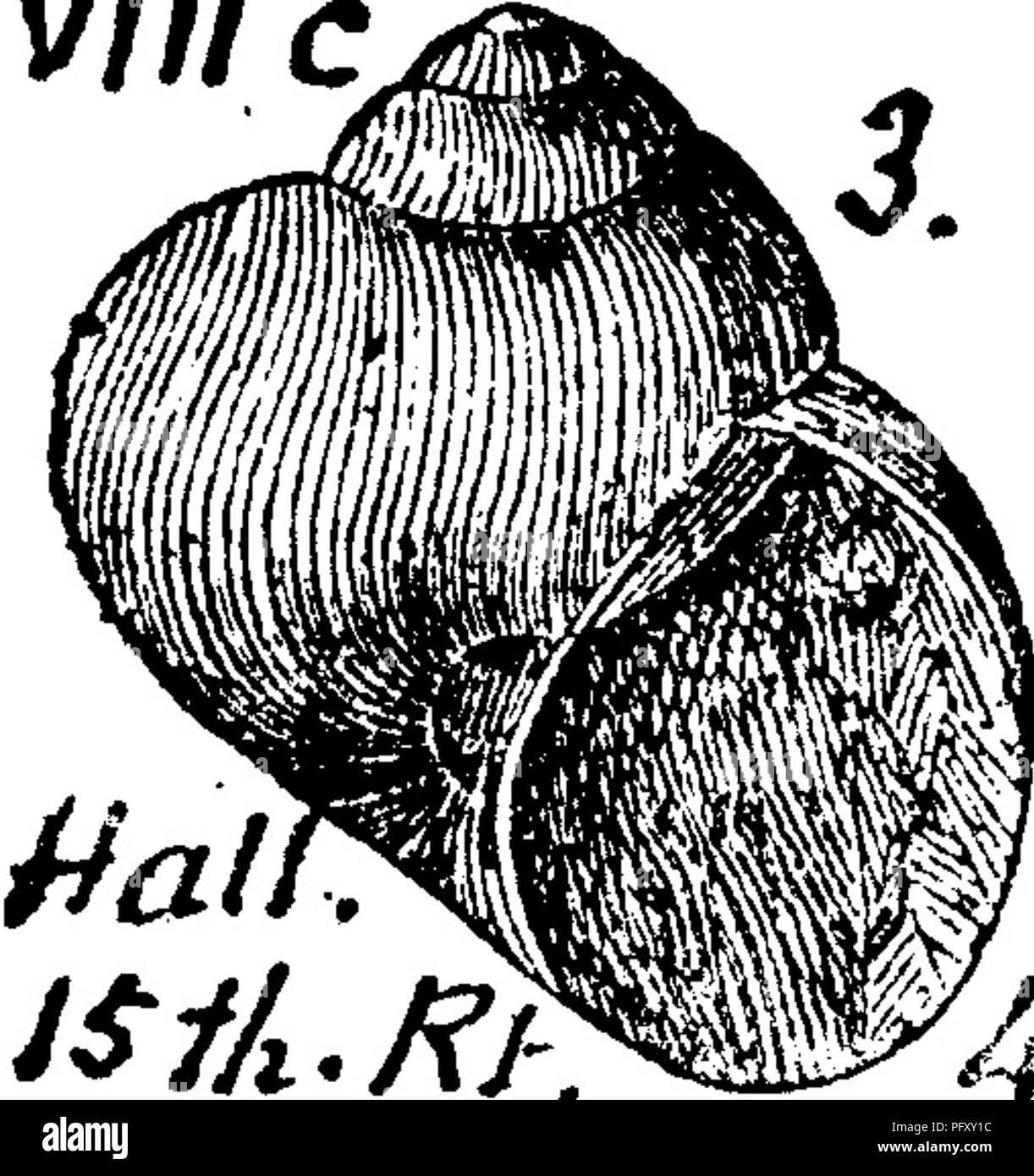 . Un dizionario dei fossili di Pennsylvania e gli Stati limitrofi denominato nelle relazioni e nei cataloghi del sondaggio ... Paleontologia. Vnic nual Report, New York, 1862, pagina 49, la piastra 4, fig. 3.-Come alcuni dei gusci Platystomata, ma la consistenza del mantello e la superficie segna difi'erenfc. Ammenda pari crescita-linee fortemente direzionato indietro- pupilli dai fili di sutura. Come Holopea ; ma ap-%, perture e columella non avendo visto, ri- lationship può solo essere sospettata. Hamilton scisti lime., Mad- ison Co., N. Y.- VIIIc. Macrocheilus (Soleniscus?) medialis. (Mite e. Si prega di notare che queste immagini sono Foto Stock