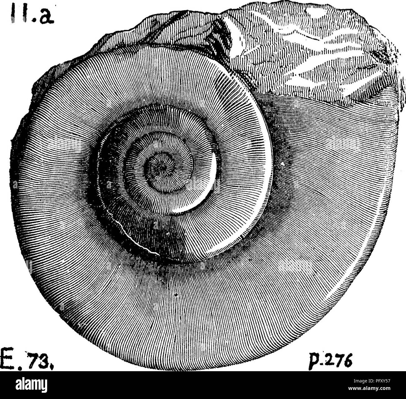 . Un dizionario dei fossili di Pennsylvania e gli Stati limitrofi denominato nelle relazioni e nei cataloghi del sondaggio ... Paleontologia. R.595 Machaeracanthus peracutus. Vedi appendice. Madurea lahiata. Vedere Raphistoma labiatum, Ilh. Maclurea magna, LeSueur. J. Nat. Sc. Acad. Fil., Vol. 1, 1818. Rogers, pagina 817, fig. 595. Em- mons, pagina 276, fig. 73, 1. Formazione Chazy, II h. Si tratta di uno dei pochi grandi conchiglie gasteropod trovata nel 6000 piedi di strati di calcare di Blair Co., Pa., e solo in alto per la metà della massa, cioè nella suddivisione Chazy,) 0. E. Hall di T 3, p 367). La stessa è Foto Stock