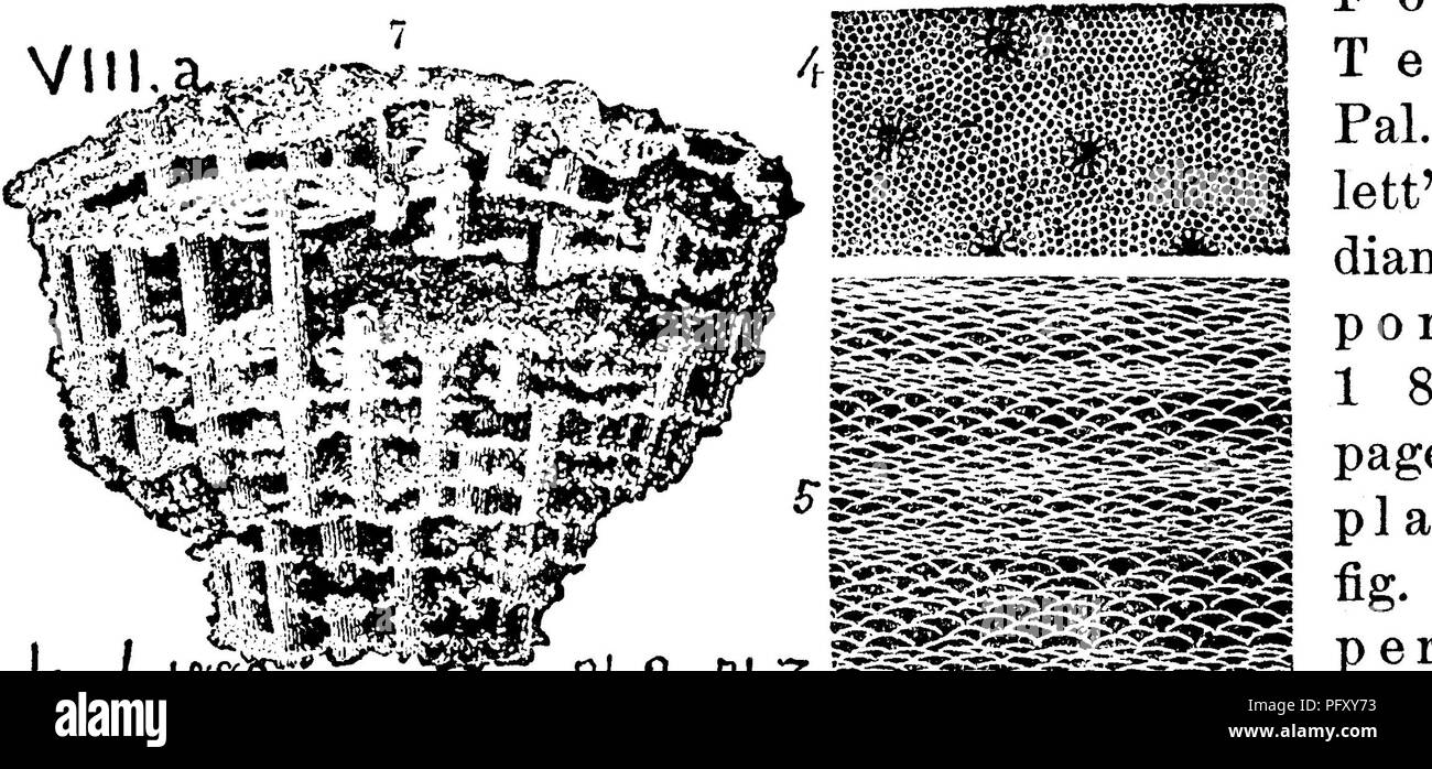 . Un dizionario dei fossili di Pennsylvania e gli Stati limitrofi denominato nelle relazioni e nei cataloghi del sondaggio ... Paleontologia. sporanges; figg. 5, 5a^ 55, sementi di grandi dimensioni (macrospores)^ o in alcuni casi spore di due dimensioni separate per i casi di semi (sporanges), il più grande tipo essendo organi della germinazione, minore è una sorta di polline per fecondare le più grandi; e di queste spore quasi tutta la strati di carbone sono realizzati.-vedere Q, p. 55.-XIII,-nota. Sotto Sporangites bilobata, huronensis e papillata, Dawson, sarà trovato figure di tali spore, entrambi a grandezza naturale e ingrandita, di J. M. C Foto Stock