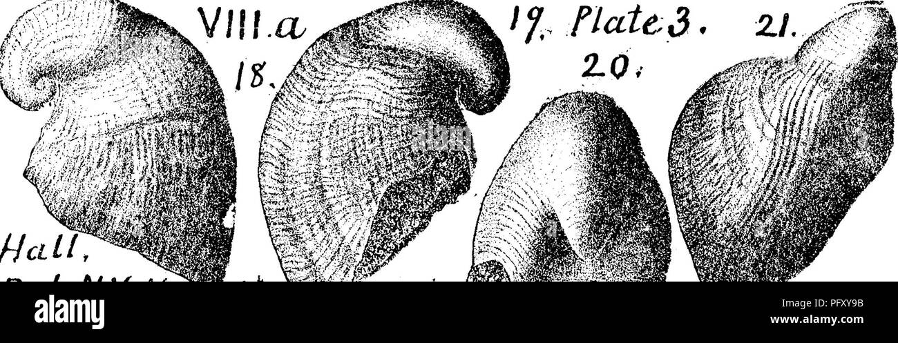 . Un dizionario dei fossili di Pennsylvania e gli Stati limitrofi denominato nelle relazioni e nei cataloghi del sondaggio ... Paleontologia. Plat. 680 Platyceras symmetricum, Hall, xv Regent's Relazione n. Ha Pal, A!K Vot^ 1/ *' /&GT;/;t, "^c^^^s^MM ^^^^79^ Y., 1862; Pal, N. Y. Vol. V, ii, 1879, pagina 9, la piastra 3, selezionate le figg. 18, 19, 20,21, quattro viste di un campione tipico che mostra le caratteristiche generali della specie, fig. 20, che mostra il modo simmetrico torna a spirale; fig, 21, viene accidentalmente com- pressato su un lato; dal lago Oanadaigua, N. Y. Hamilton Rocks^ VIII G.-In Pennsylvania, Perry Foto Stock