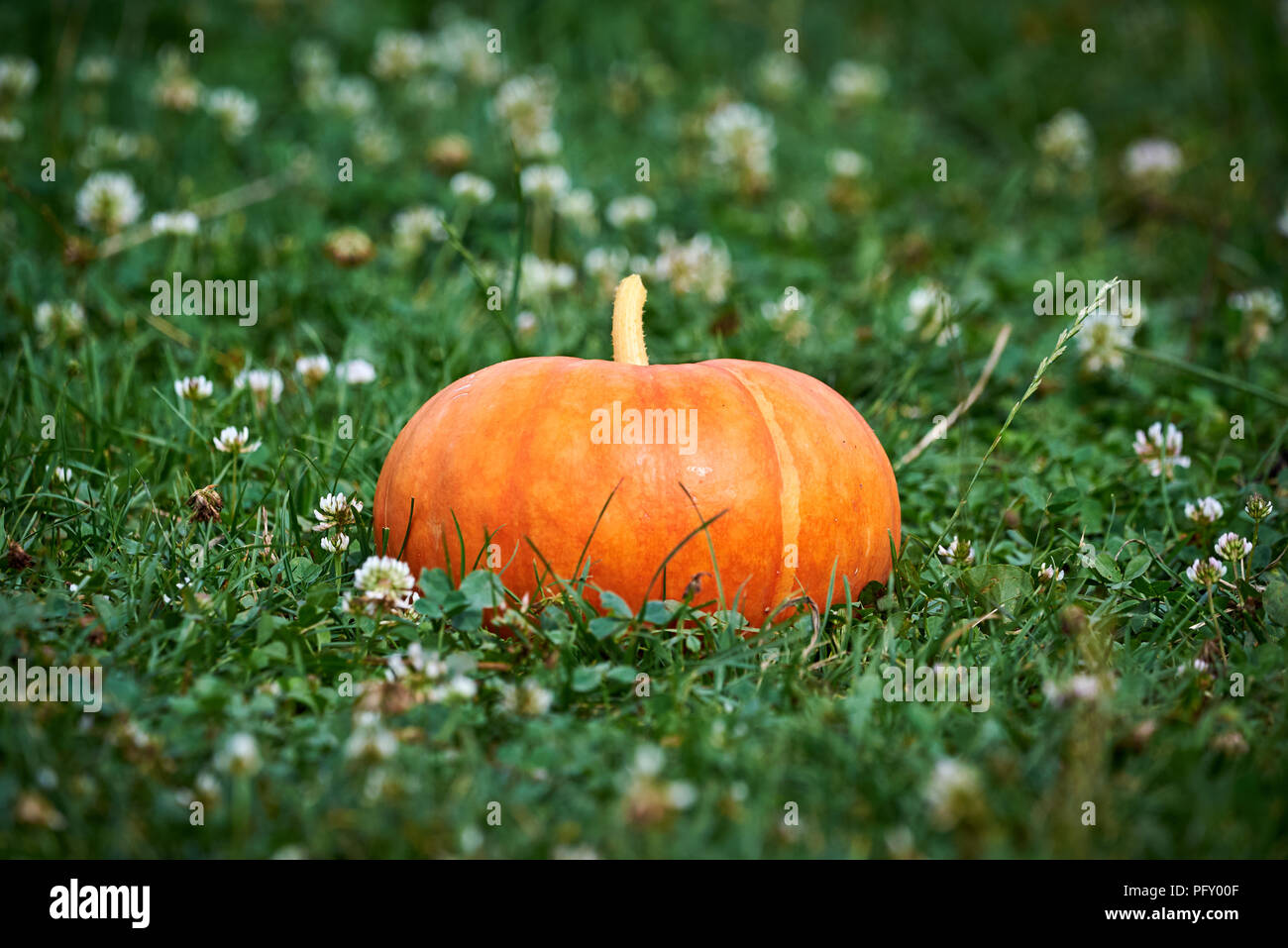 La Cucurbita maxima squash crescente nel campo Foto Stock